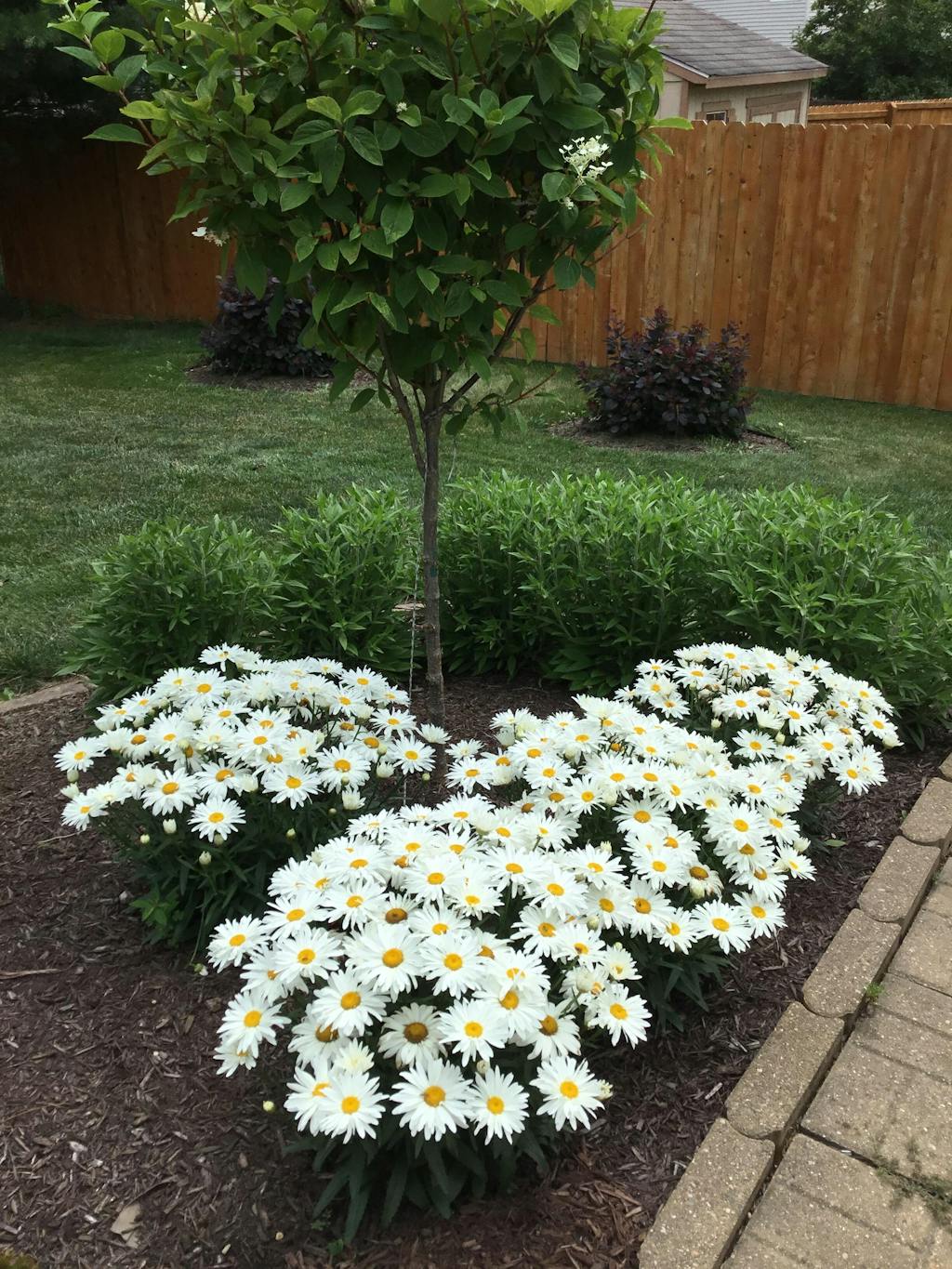 'WhoopsADaisy' Shasta Daisy Perennials Great Garden Plants