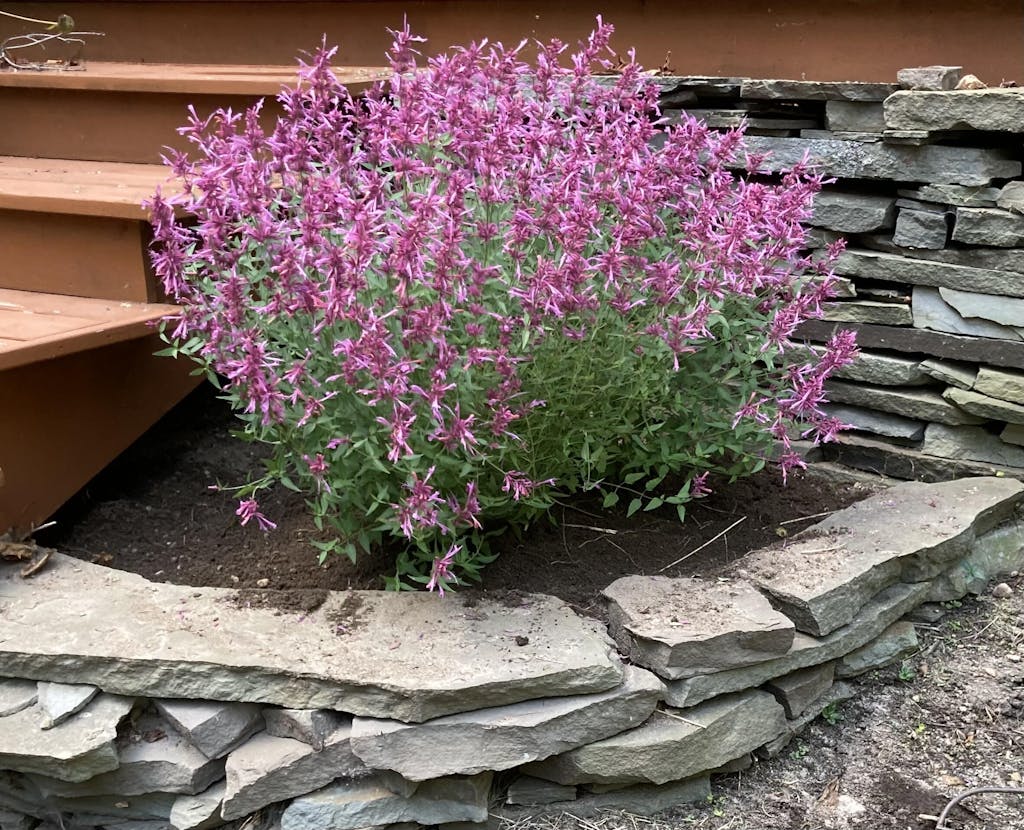 'Rosie Posie' Hummingbird Mint Perennials Great Garden Plants
