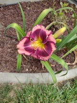 RAINBOW RHYTHM® 'Storm Shelter' Hemerocallis - Garden Crossings