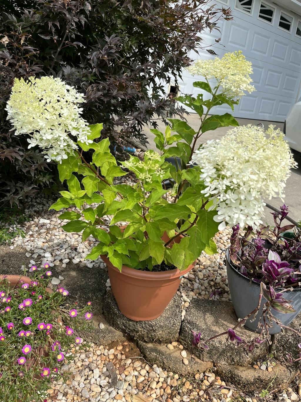 Puffer Fish® Panicle Hydrangea For Sale Shrubs Great Garden Plants