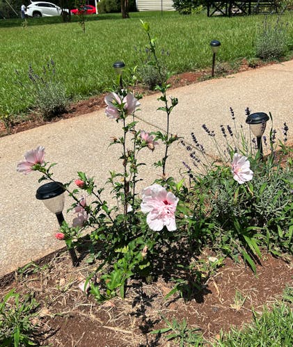 Pink Chiffon Rose of Sharon (Hibiscus syriacus 'JWNWOOD4') in Augusta  Manchester Lewiston Waterville Maine ME at Longfellow's Greenhouses