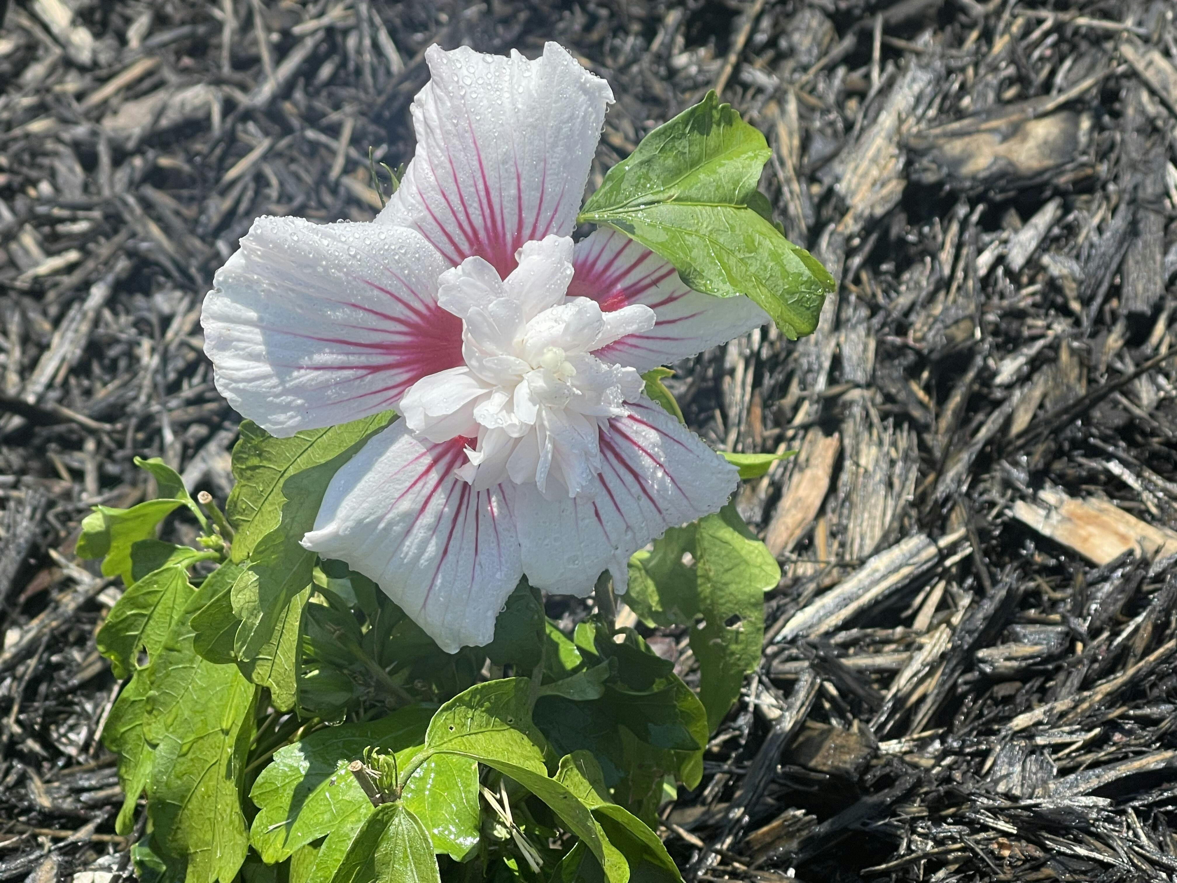 Starblast Chiffon Rose of Sharon (Hibiscus)