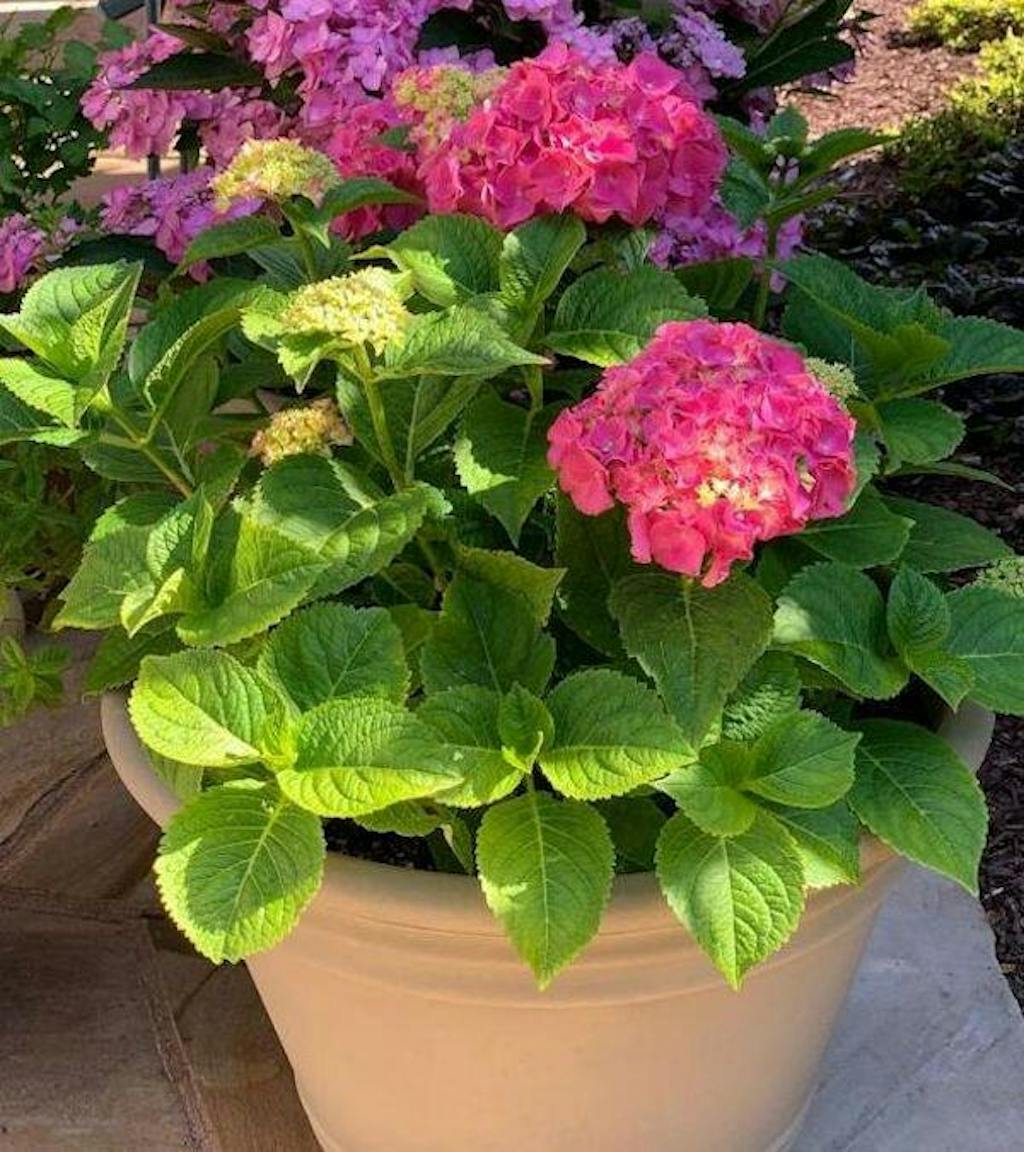 Let's Dance Big Band™ Bigleaf Hydrangea