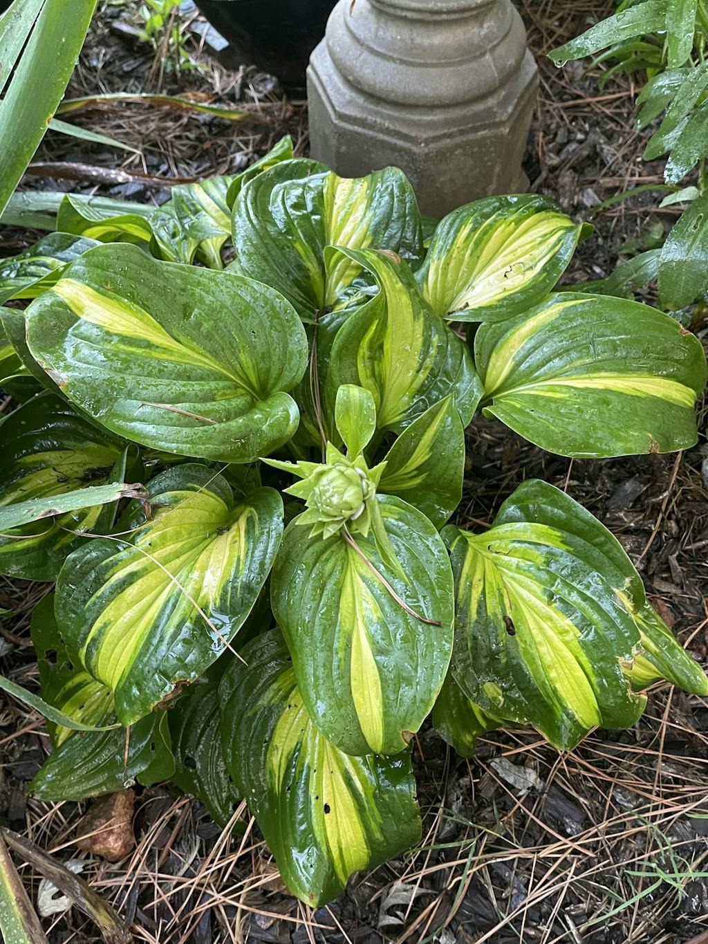 Shadowland® Etched Glass Hosta Perennials Great Garden Plants