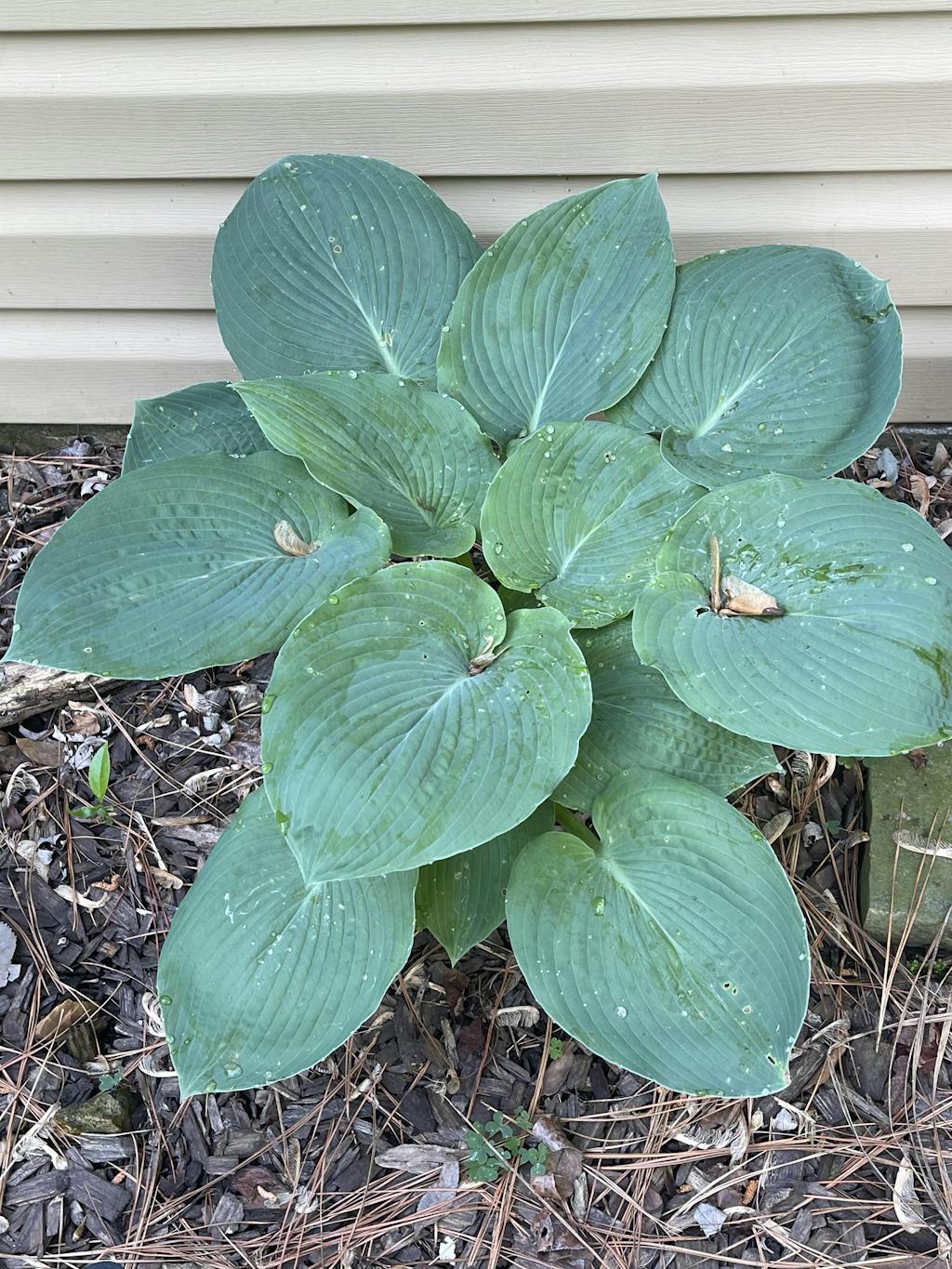 Shadowland® Etched Glass Hosta Perennials Great Garden Plants