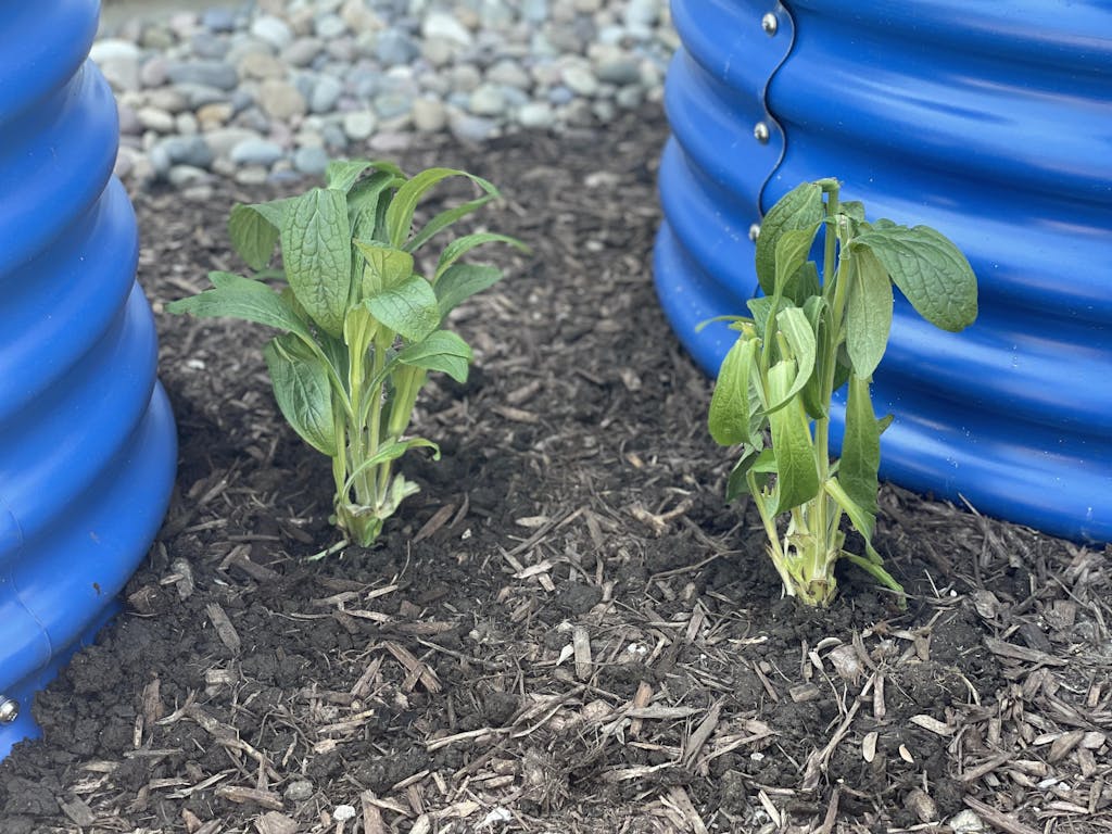 Arctic Fox™ Rose Foxglove For Sale Perennials Great Garden Plants