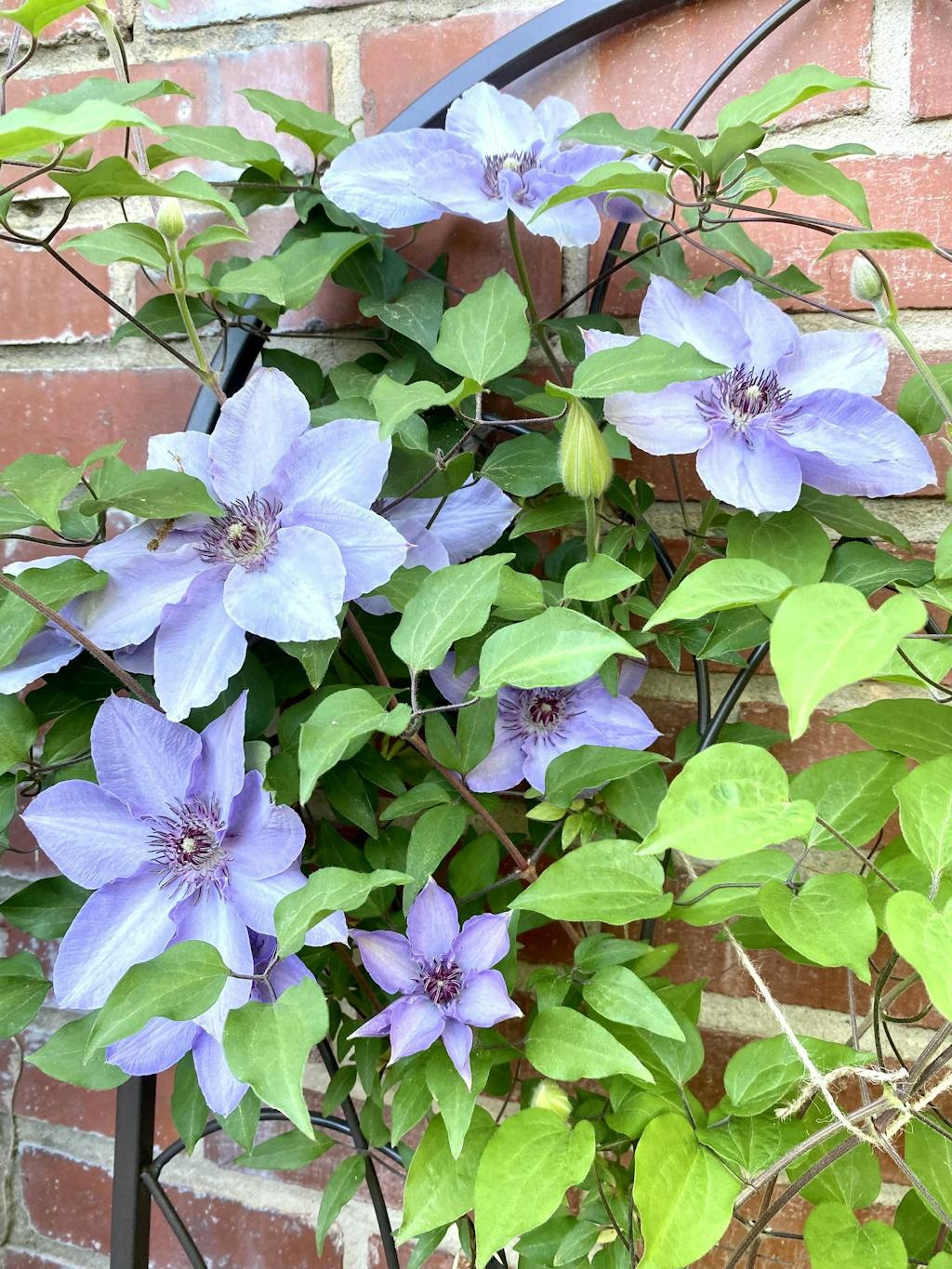 Still Waters™ Clematis | Proven Winners – Great Garden Plants