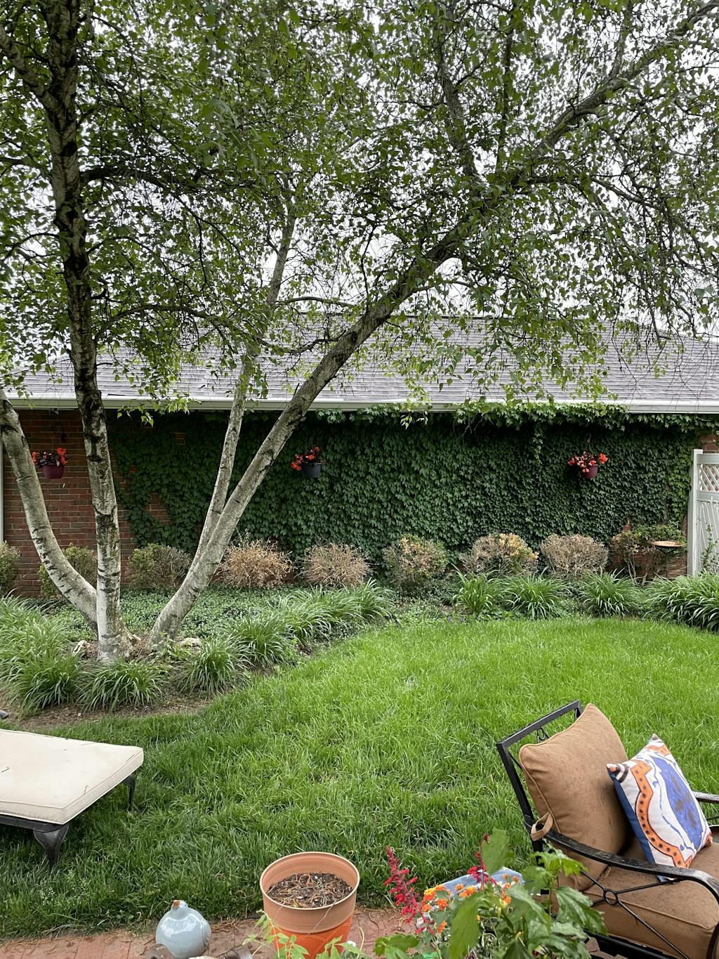 Boston Ivy For Sale Vines & Climbers Great Garden Plants