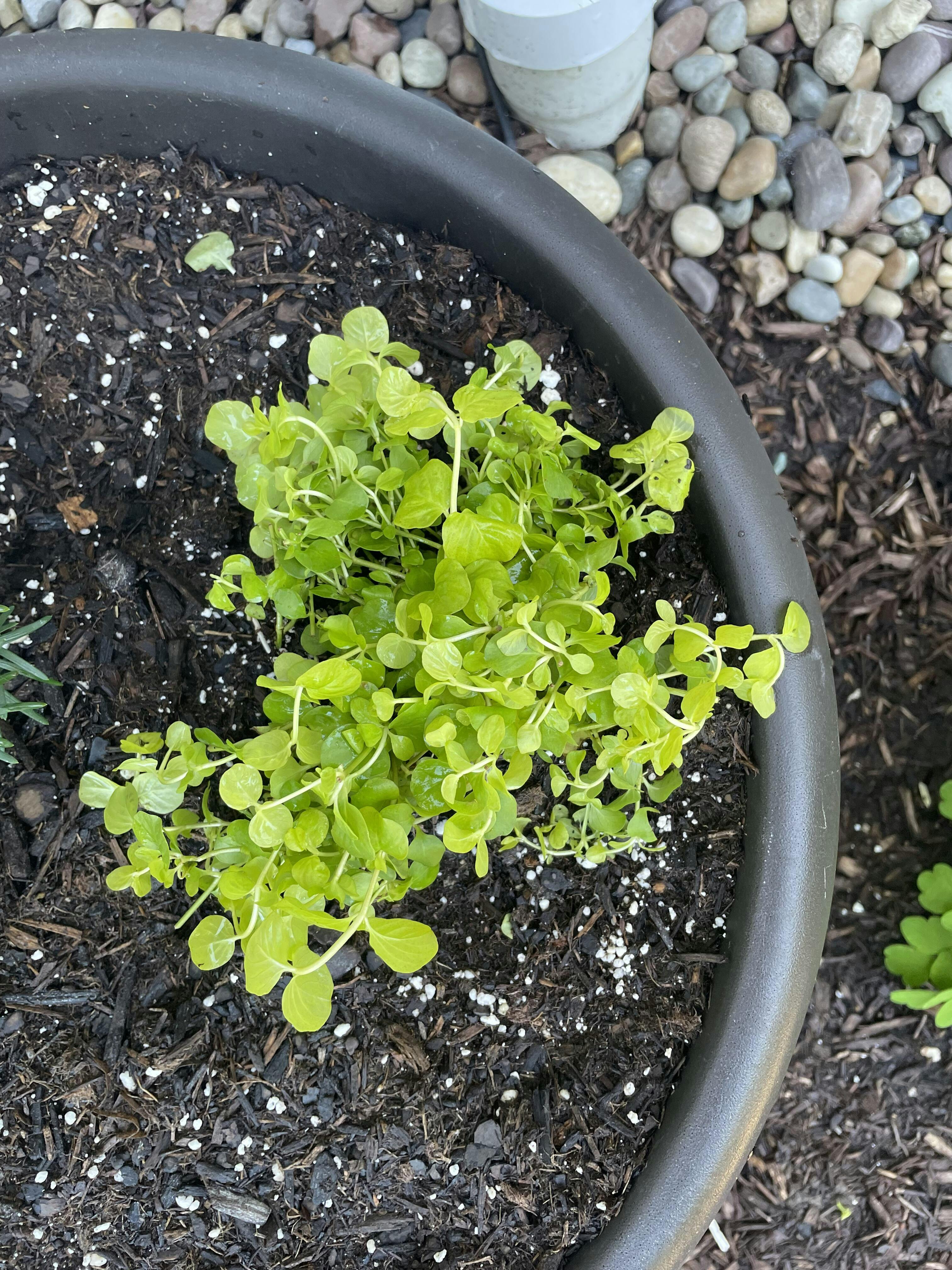 Yellow Creeping Jenny Plants For Sale Perennials Great Garden Plants