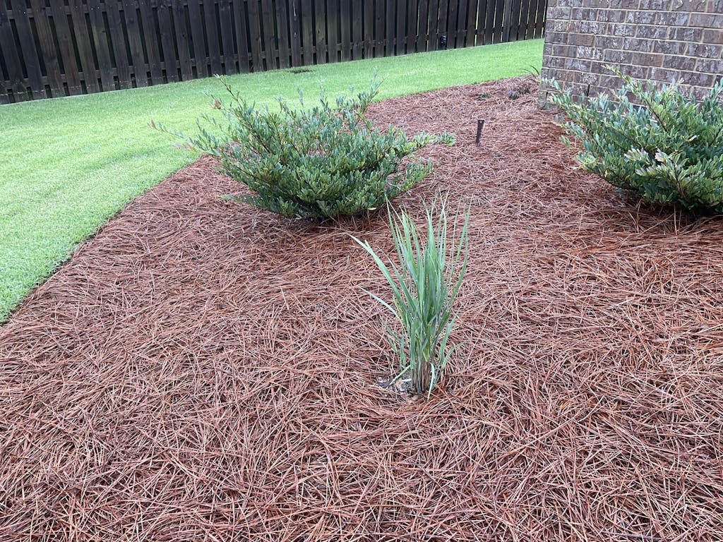 Prairie Winds® 'Totem Pole' Switchgrass Perennials Great Garden Plants
