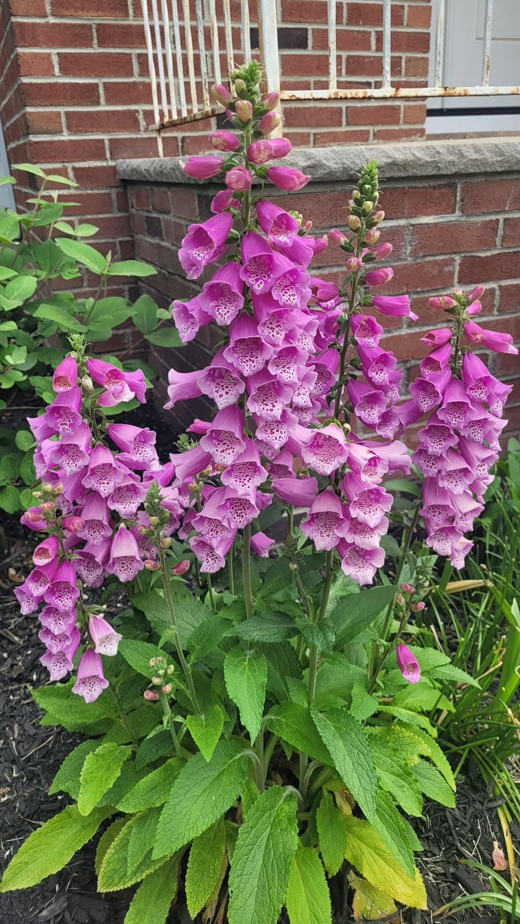 'Dalmatian Purple' Foxglove For Sale Perennials Great Garden Plants