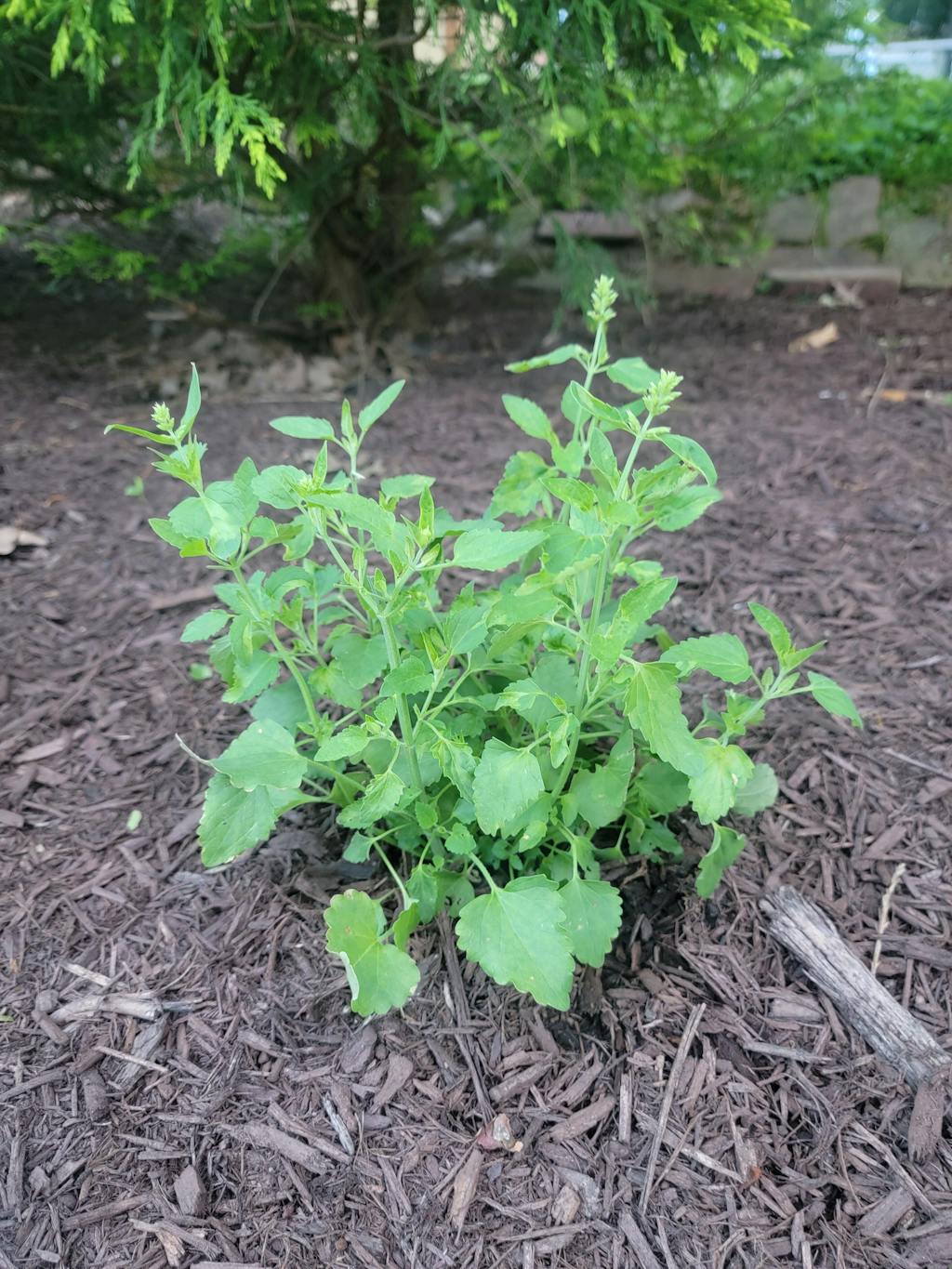 Poquito™ Butter Yellow Hummingbird Mint | Perennials – Great Garden Plants