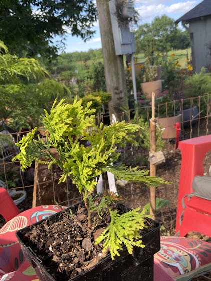 Anna's Magic Ball® Arborvitae For Sale | Proven Winners – Great