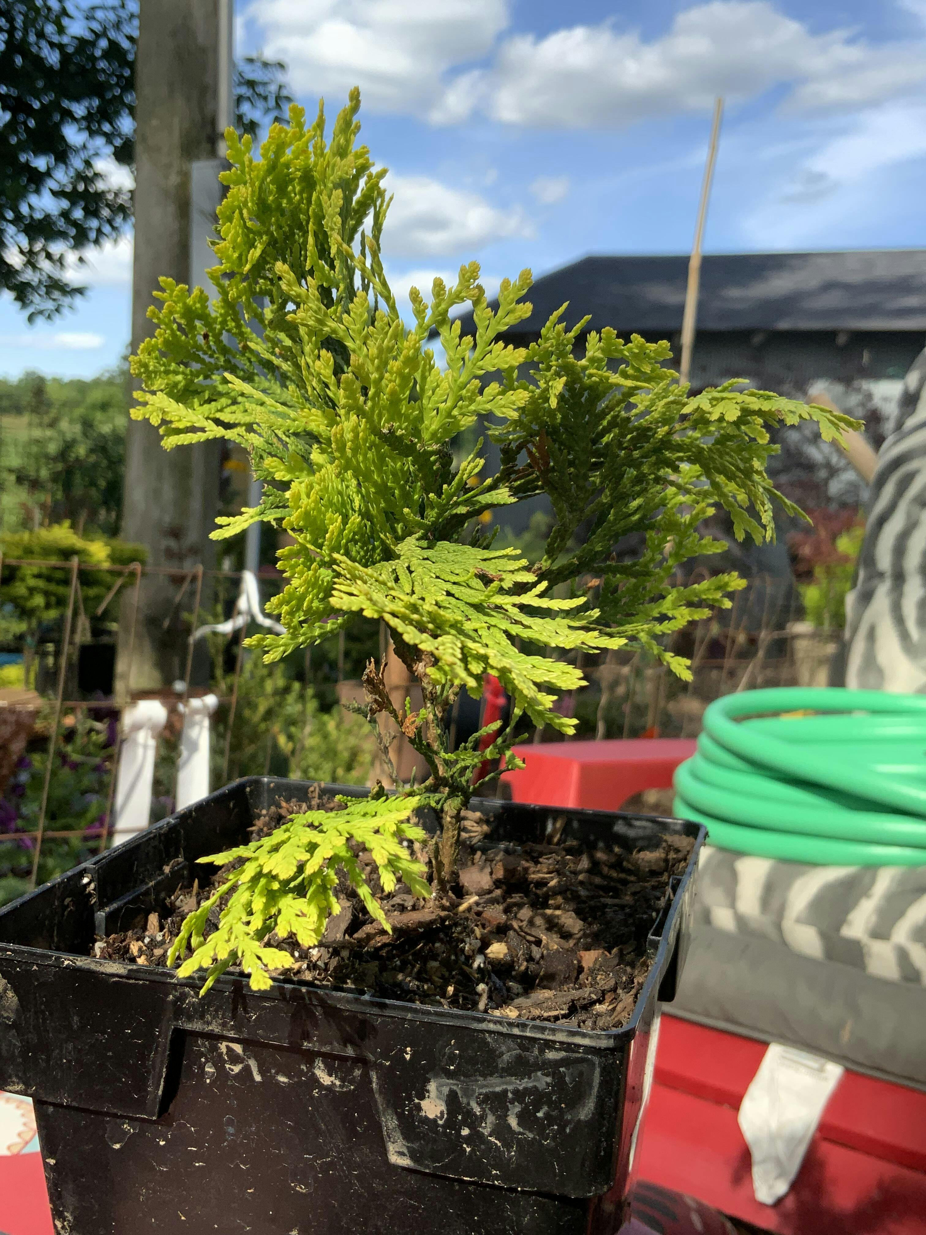 Anna's Magic Ball Arborvitae (Thuja) - Thumbnail 2