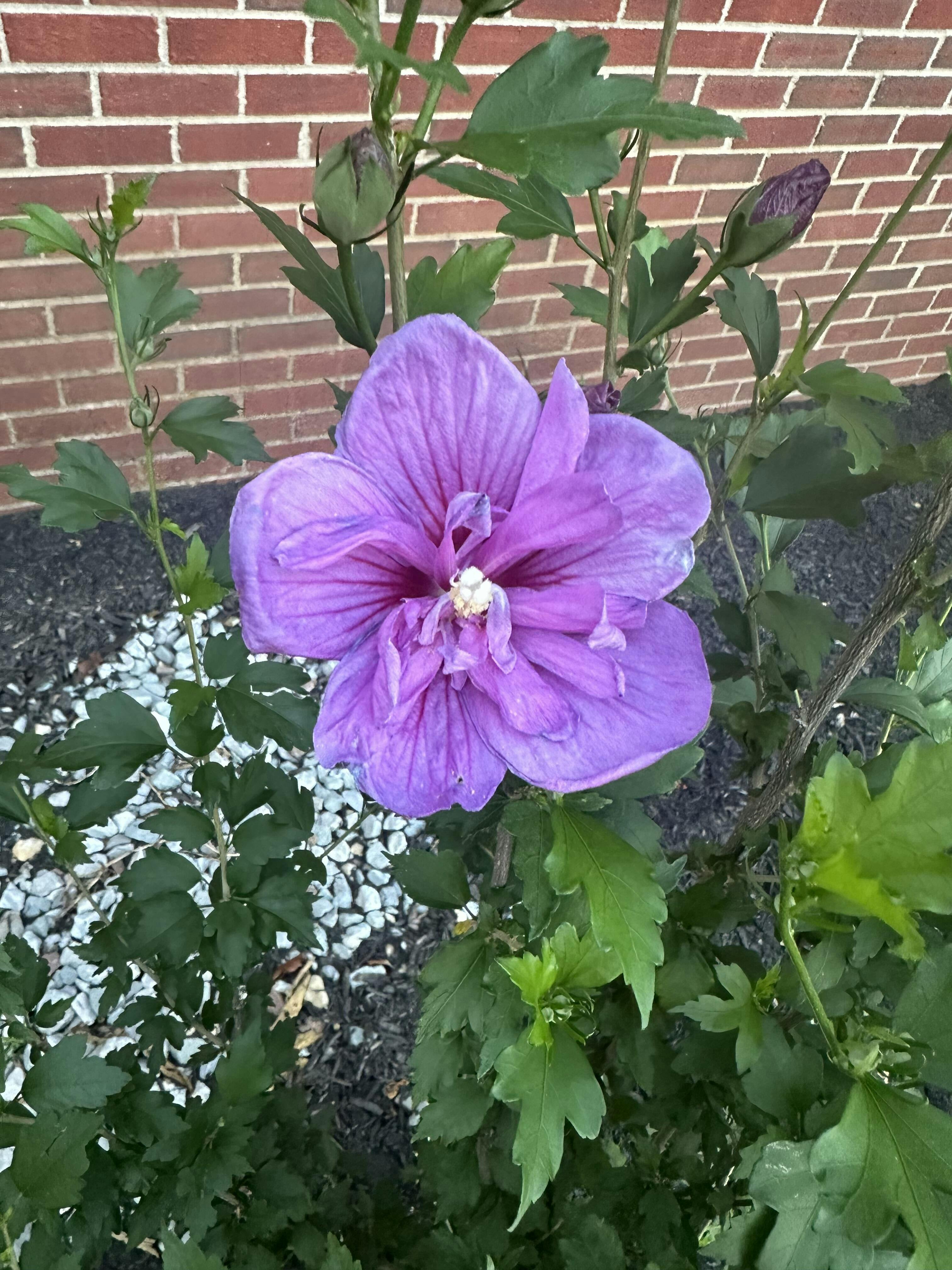 Dark Lavender Chiffon Rose of Sharon (Hibiscus)