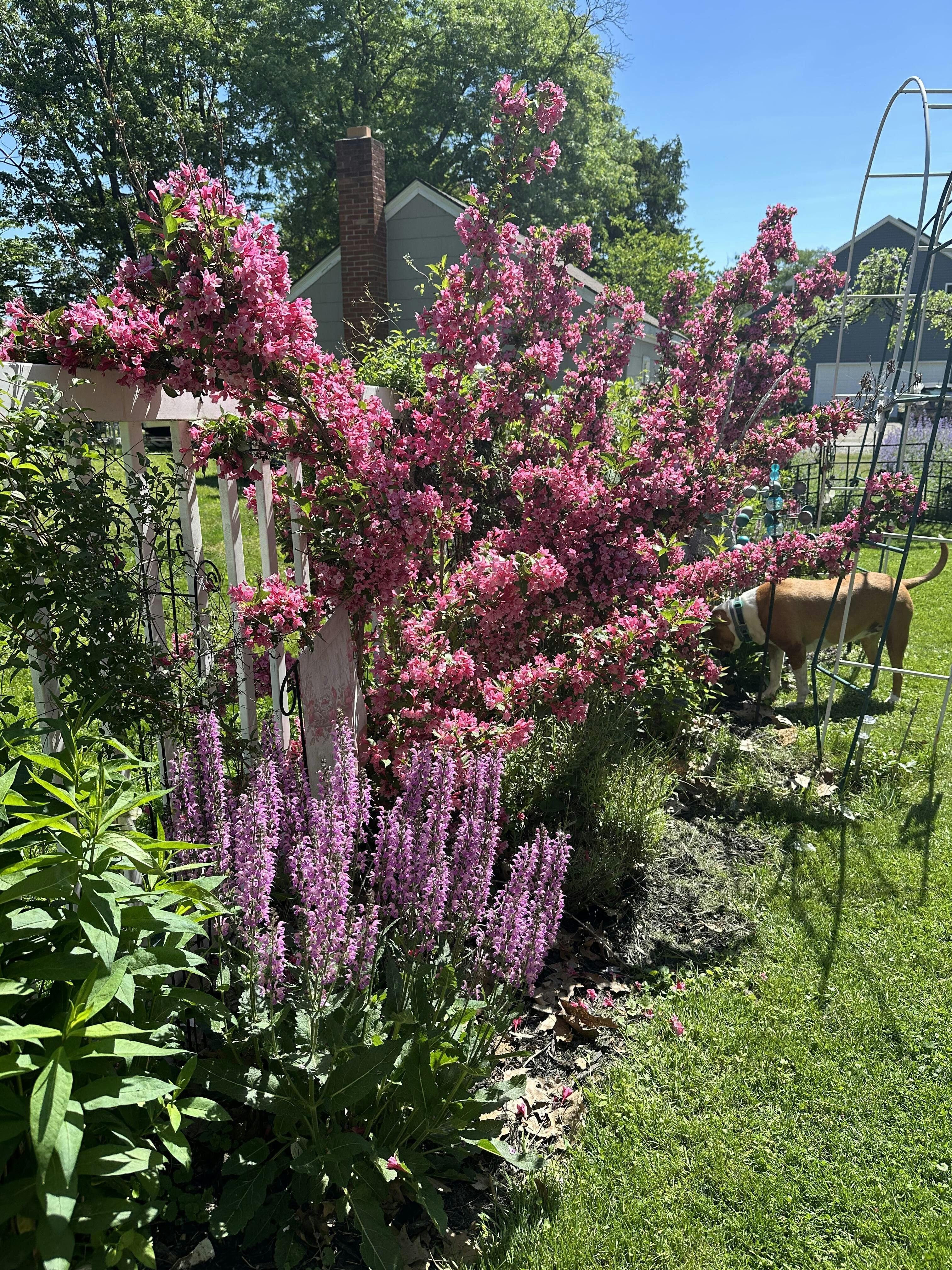 Sonic Bloom Punch Weigela