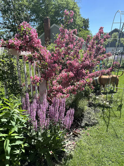 【うらら】sorm'86 別注　flabelus ピンクsize38 Weigela, Green Foliage 'Sonic Bloom® Pink' | Gertens Garden Center