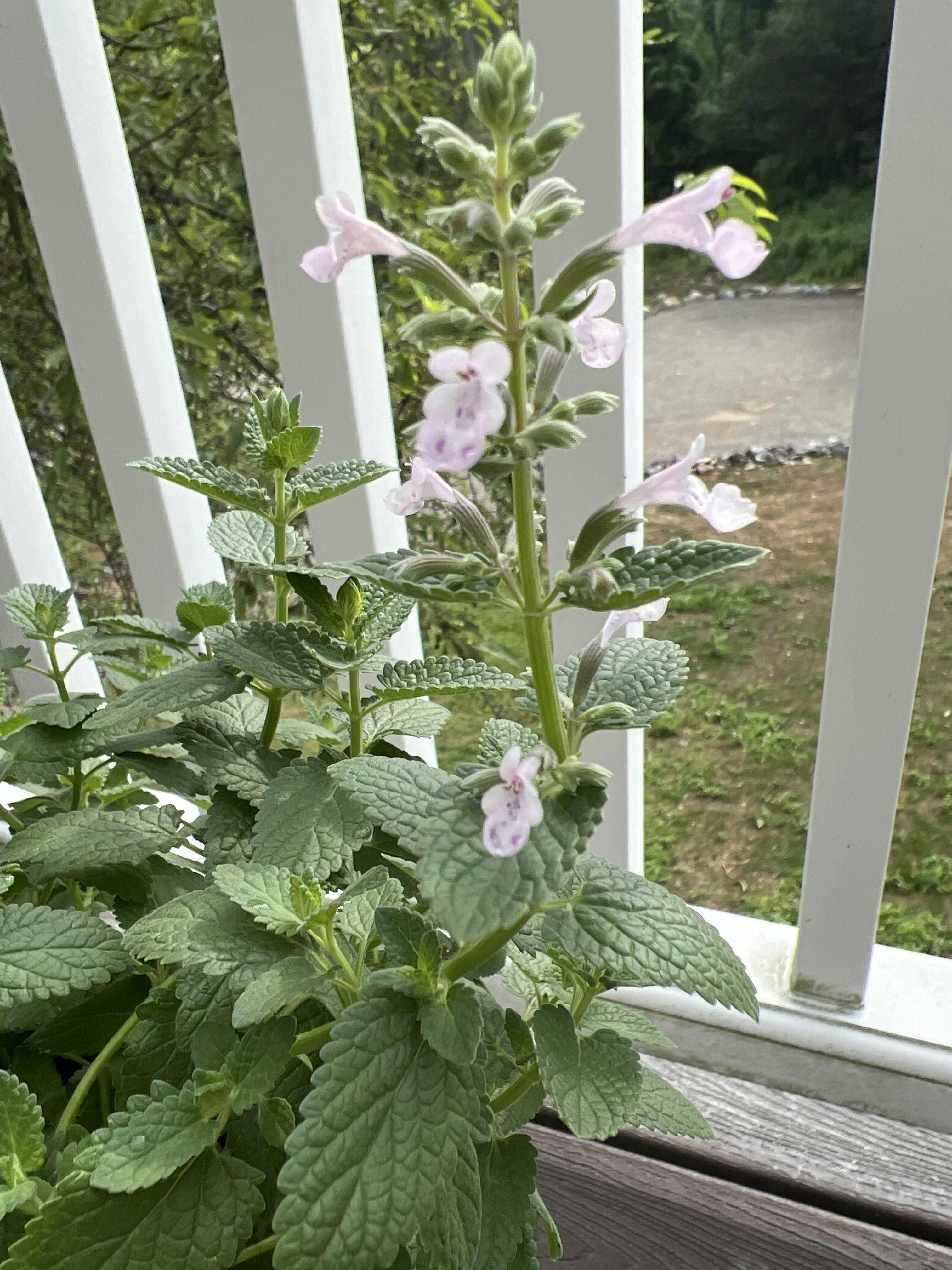 Whispurr Pink Catmint (Nepeta) - Thumbnail 2
