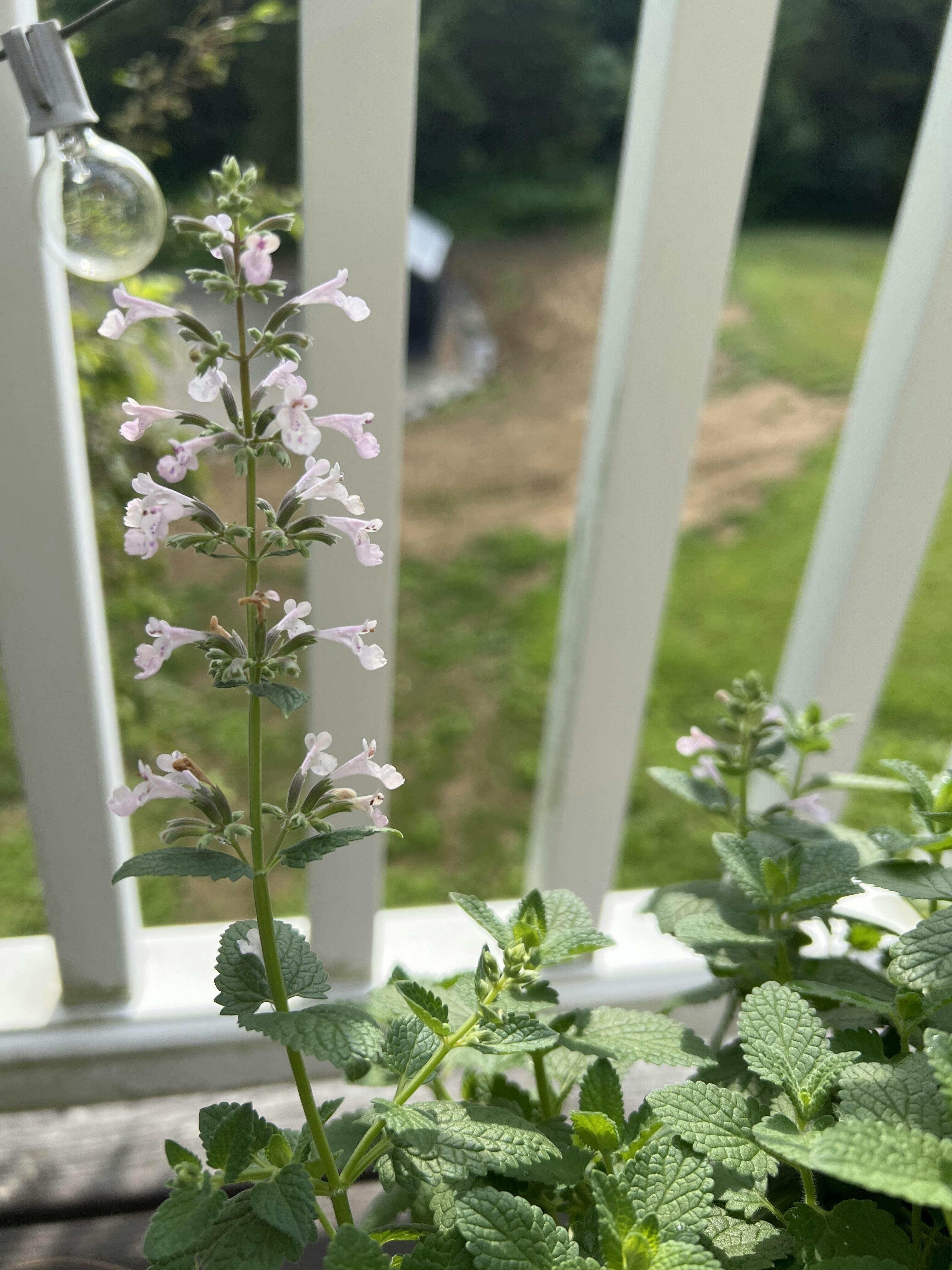 Whispurr Pink Catmint (Nepeta)