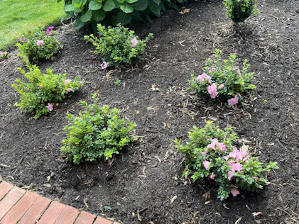 Perfecto Mundo® Double Pink Reblooming Azalea | Proven WInners