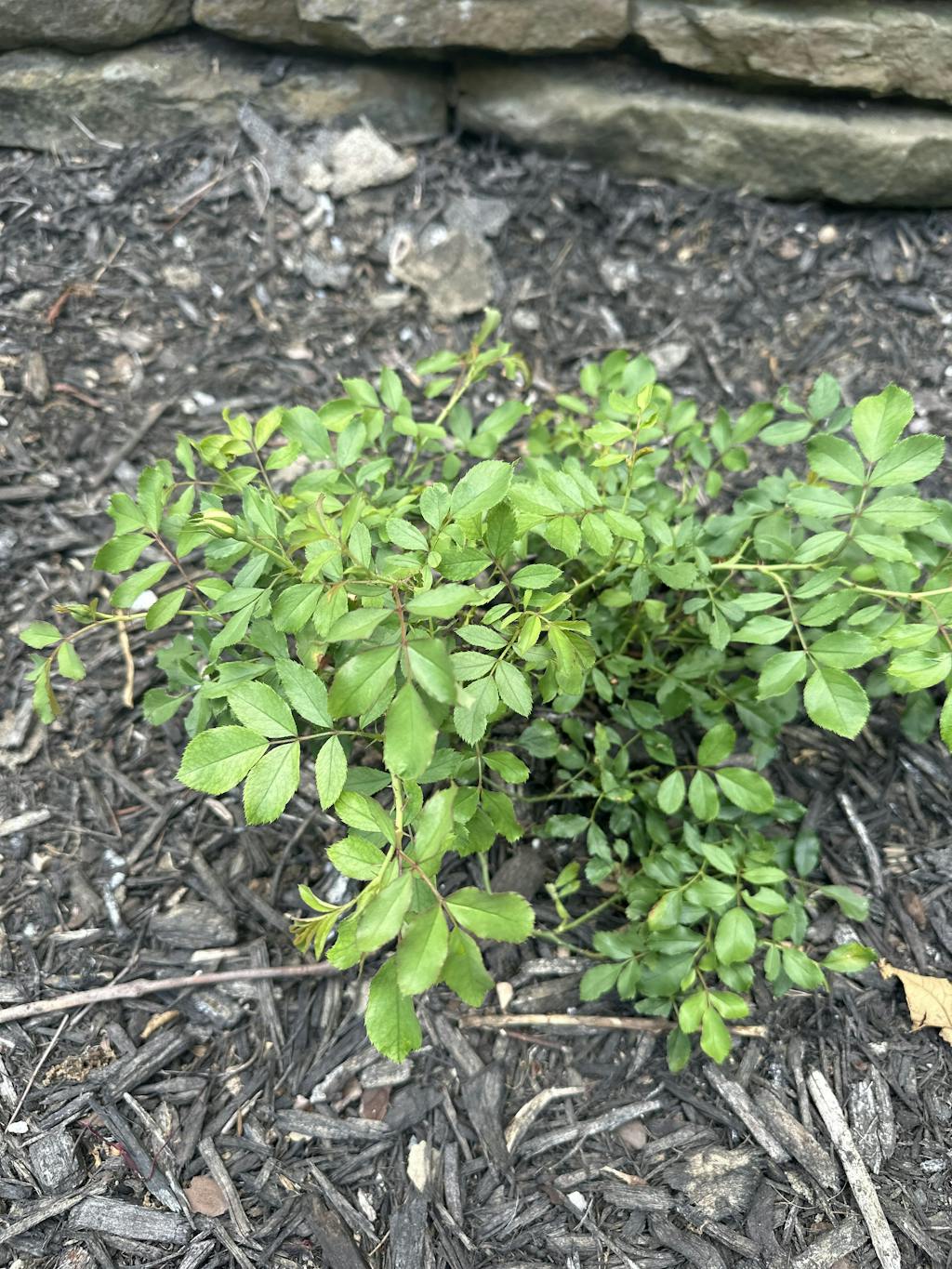 White Drift® Rose For Sale Shrubs & Trees Great Garden Plants