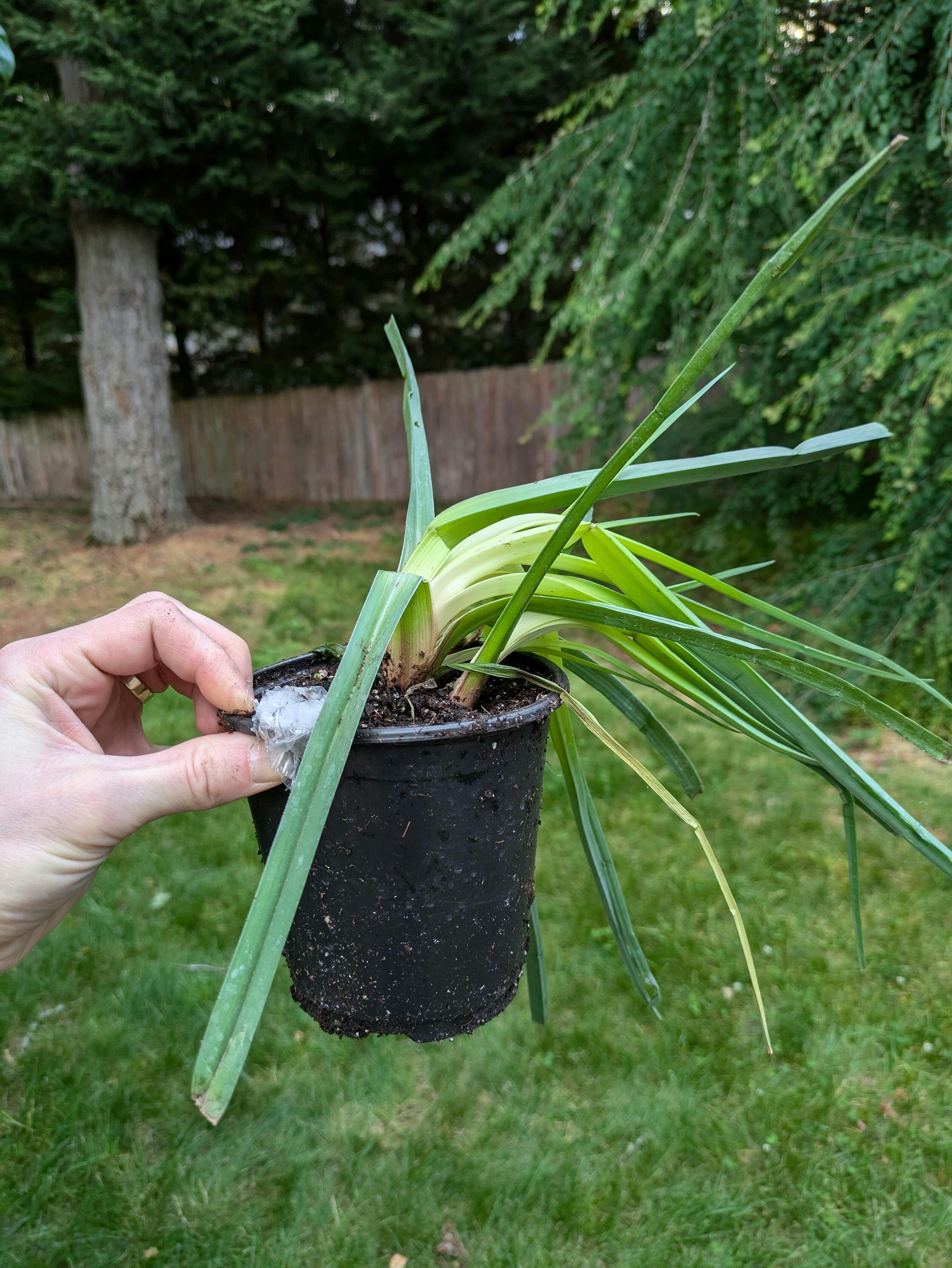 Flamenco' Red Hot Poker | Perennials – Great Garden Plants