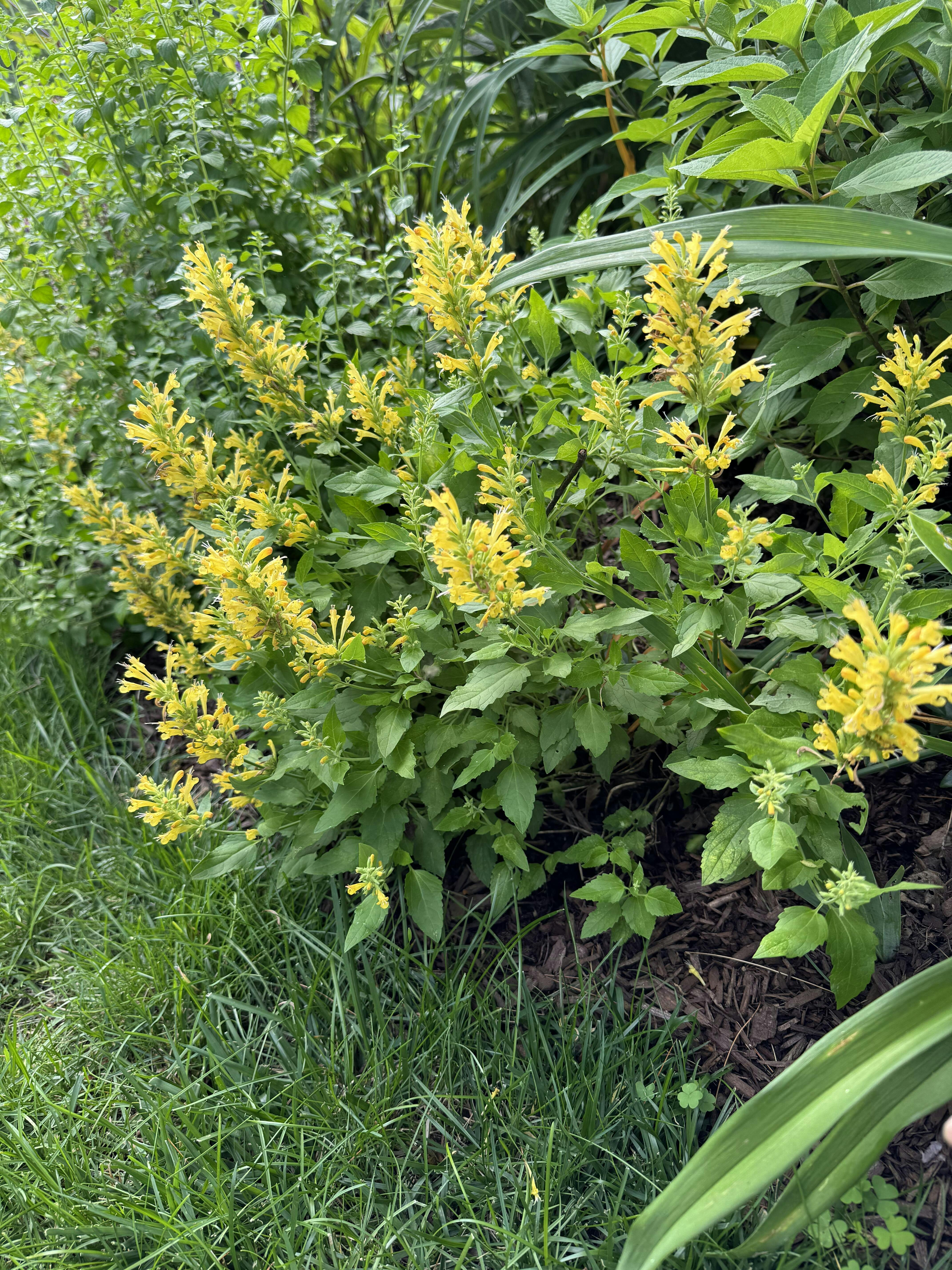 Poquito Butter Yellow Hummingbird Mint (Agastache)