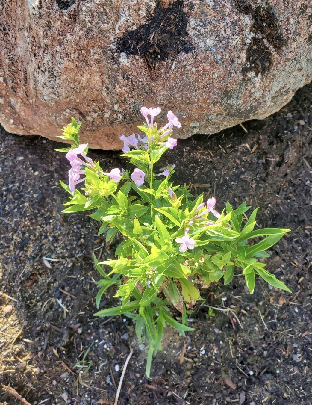Opening Act White' Hybrid Phlox For Sale | Perennials – Great