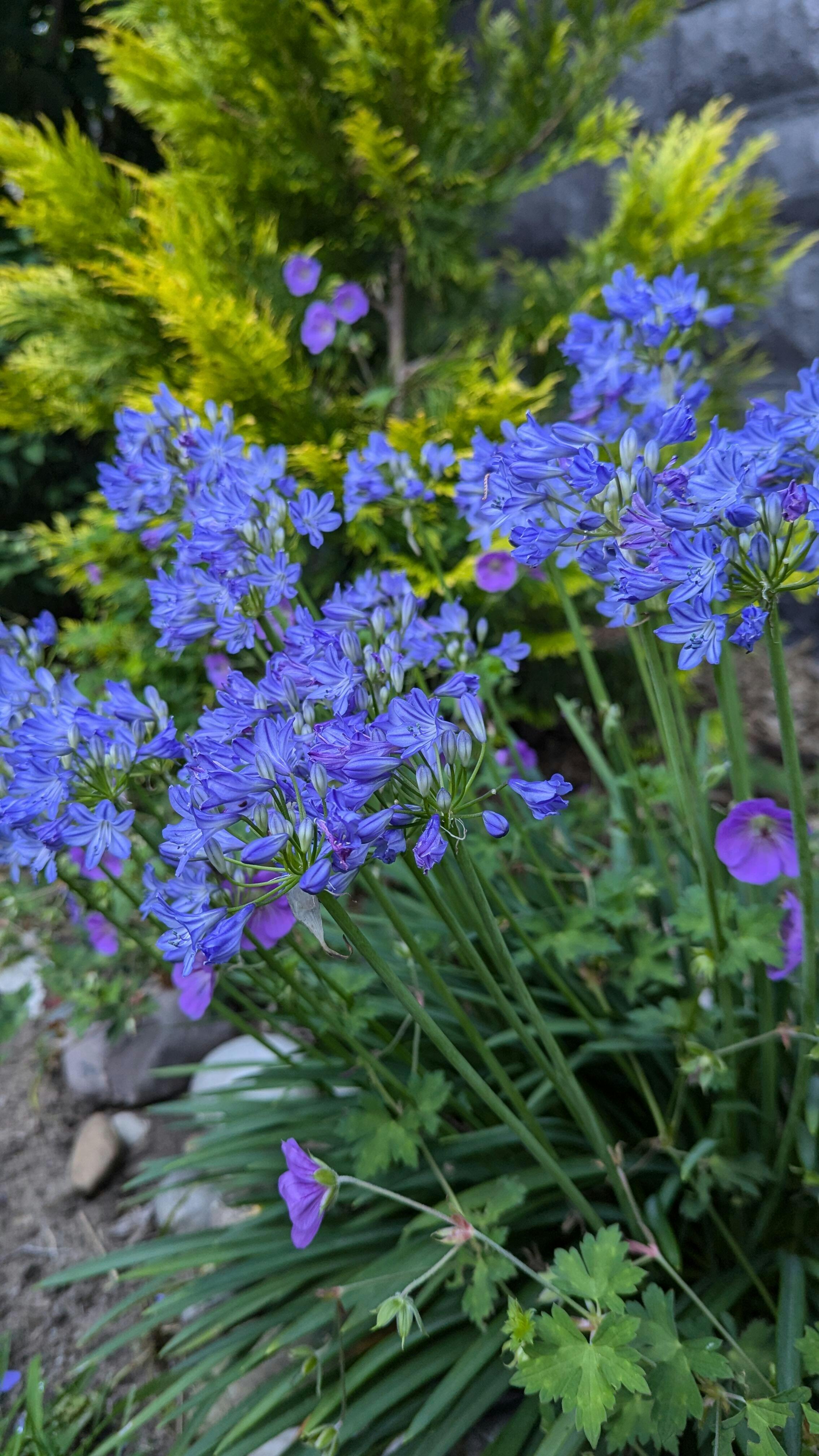 'Little Galaxy' Lily of the Nile (Agapanthus) - Thumbnail 2