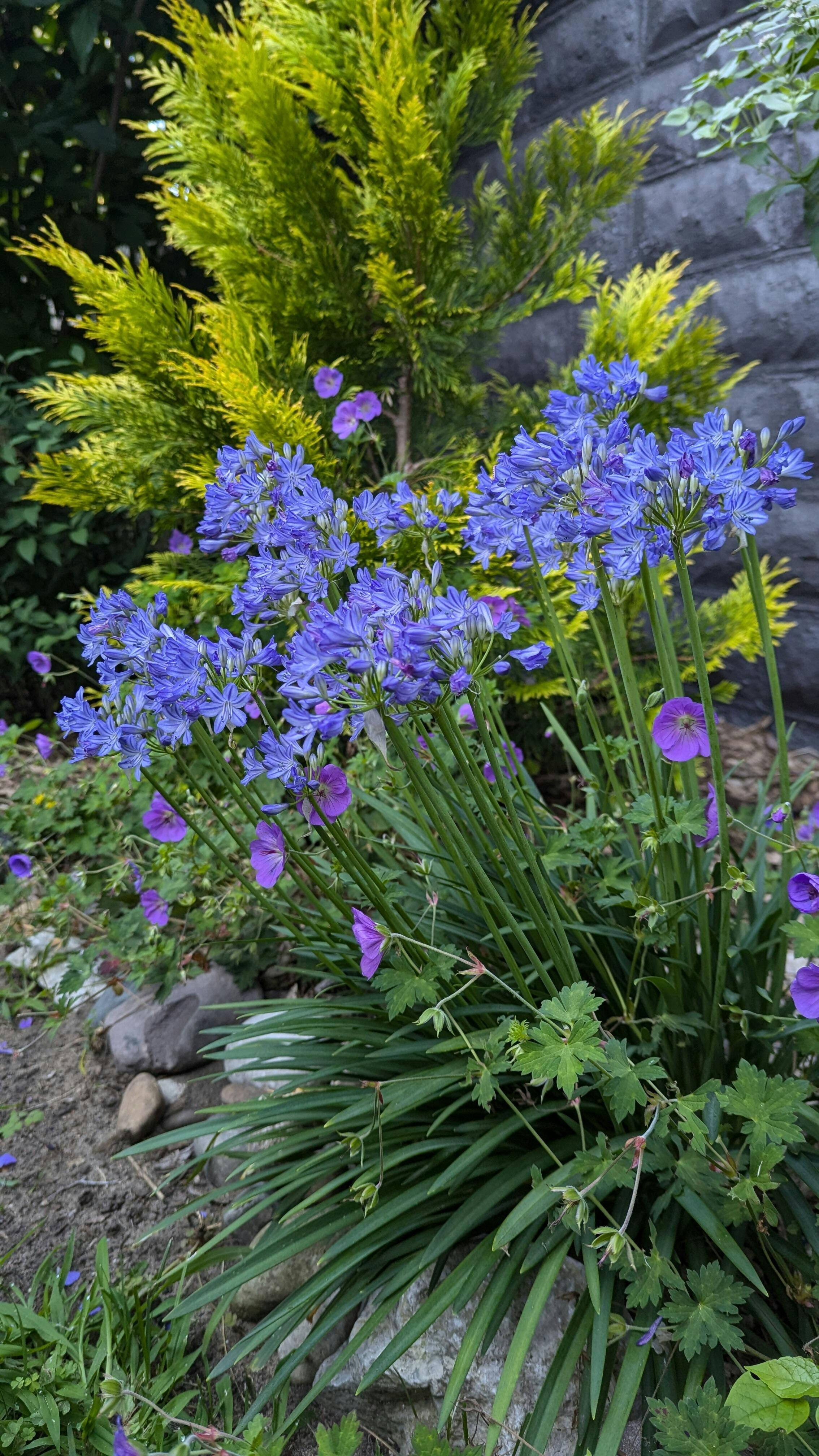 'Little Galaxy' Lily of the Nile (Agapanthus)
