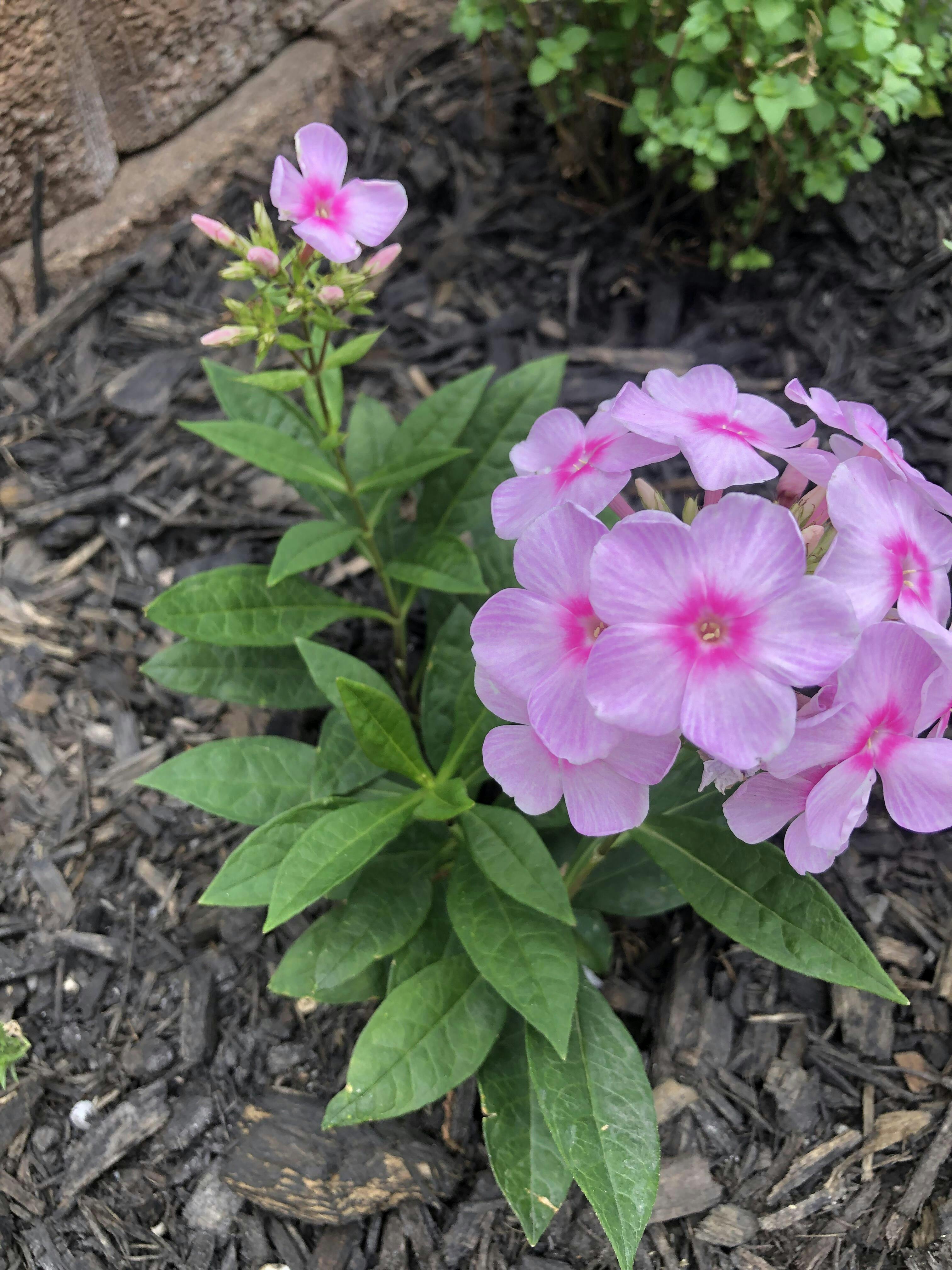 Luminary 'Opalescence' Phlox