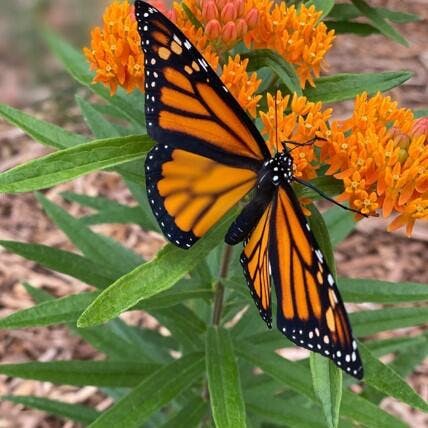 Orange Milkweed Plants For Sale | Perennials – Great Garden Plants