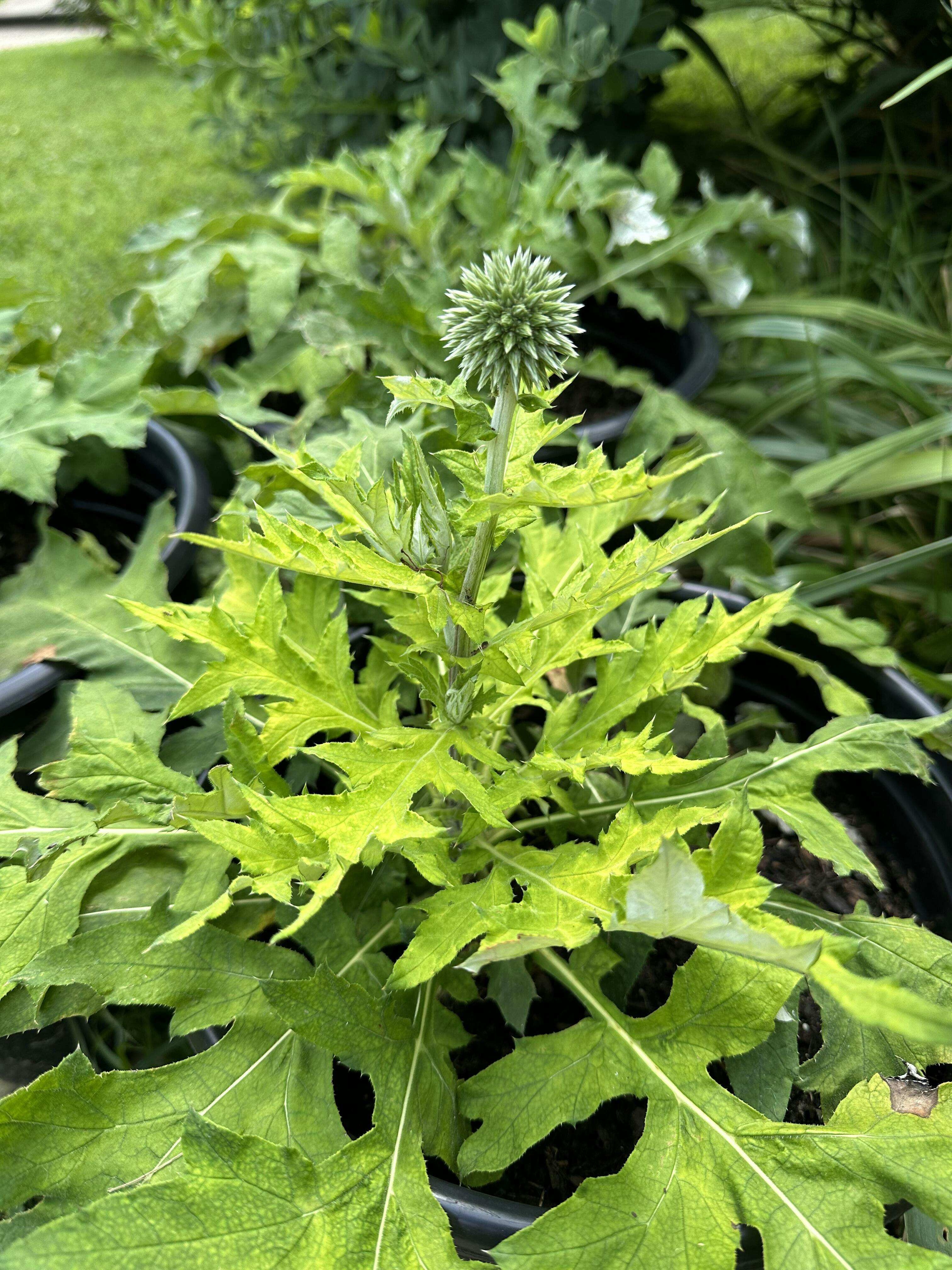 'Blue Glow' Globe Thistle (Echinops)