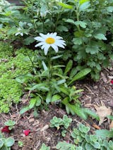 Snowcap' Shasta Daisy | Perennials – Great Garden Plants