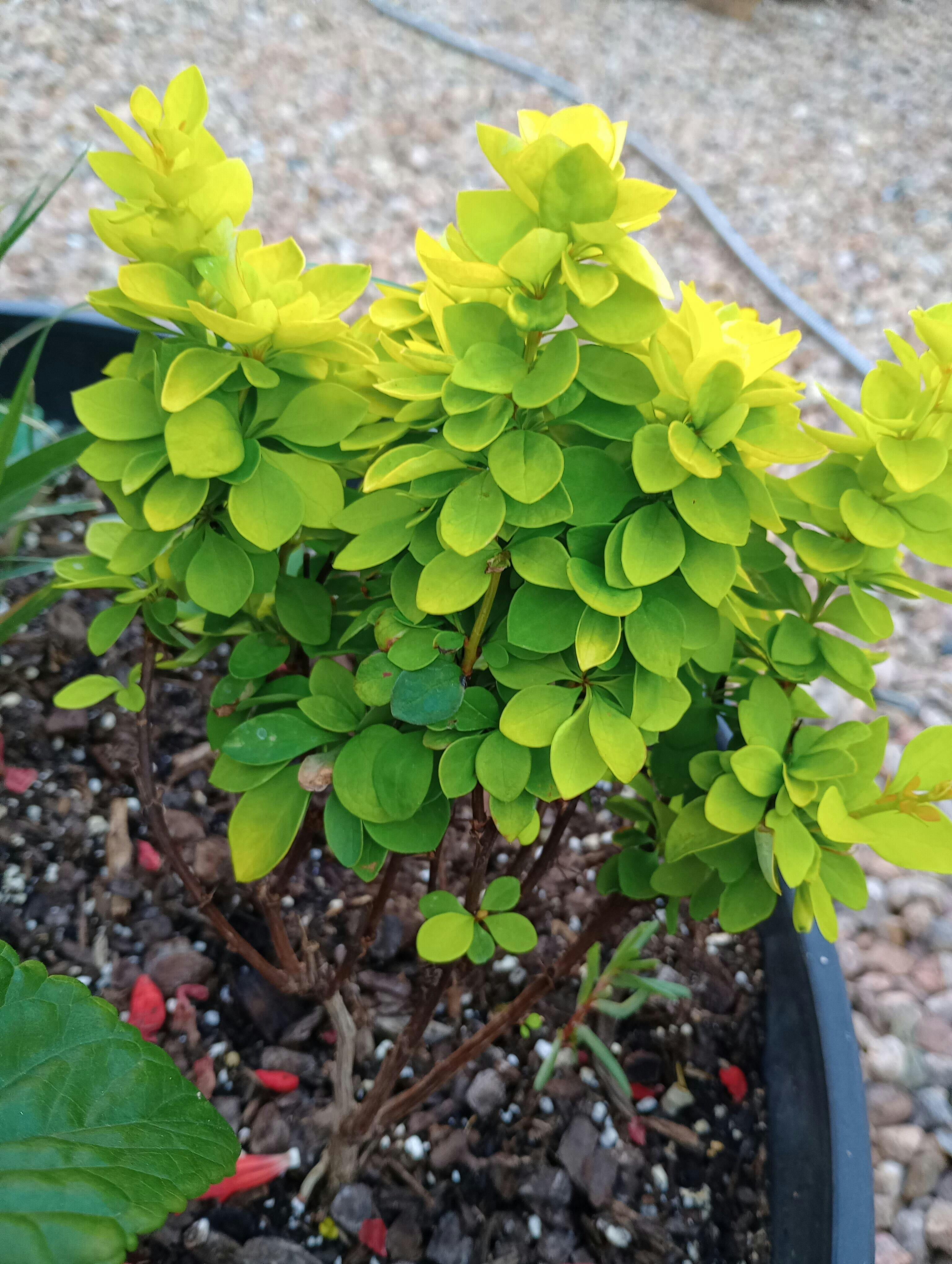 Sunjoy Gold Pillar Barberry (Berberis) - Thumbnail 5