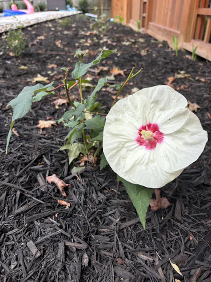 Summerific® 'French Vanilla' Perennial Hibiscus | Perennials