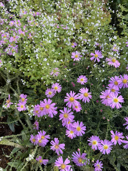 910☘️長期管理☘️タグ付⭐️PINK ICE⭐️Ashwood nurseries