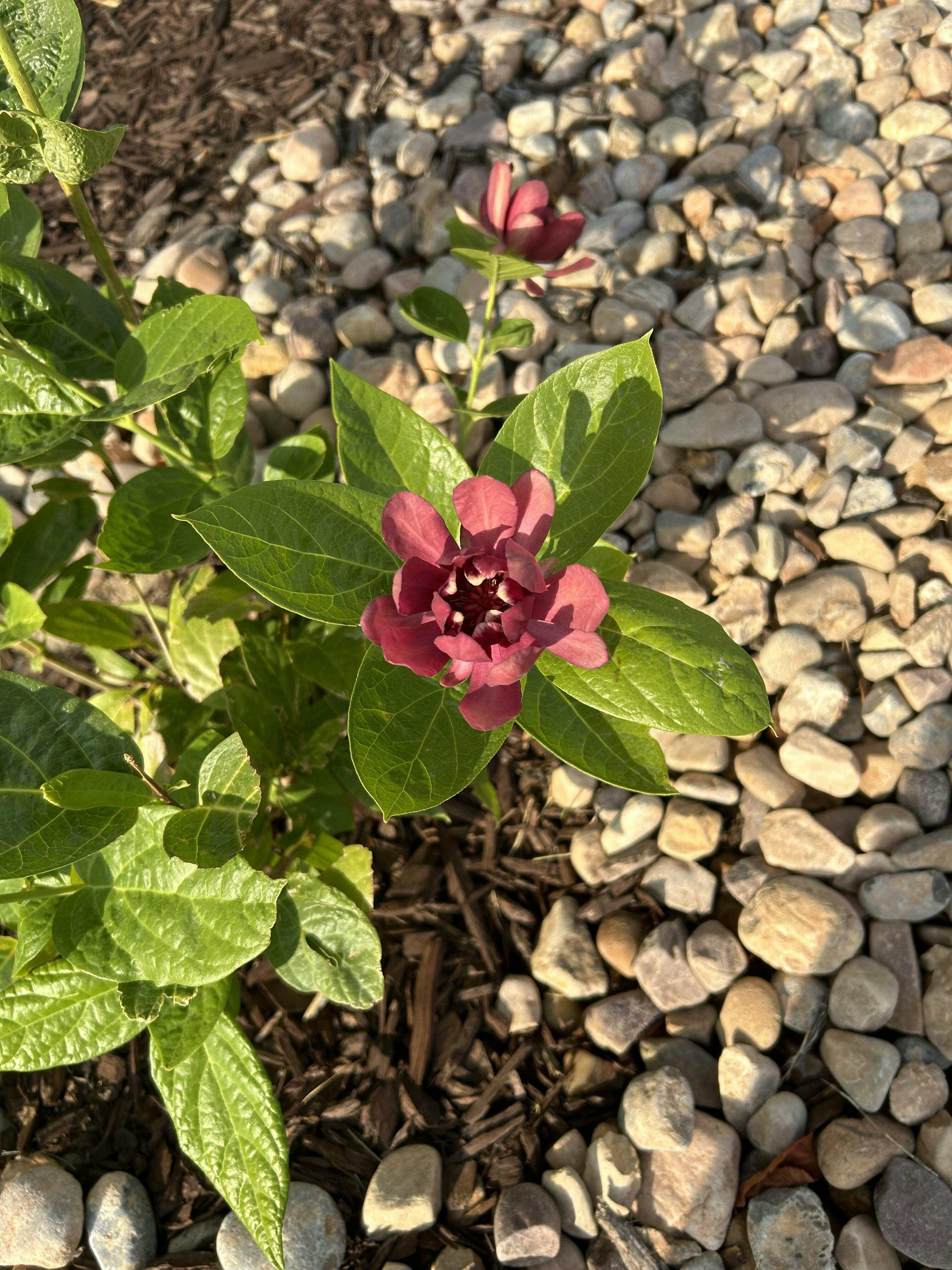 Simply Scentsational Sweetshrub (Calycanthus)