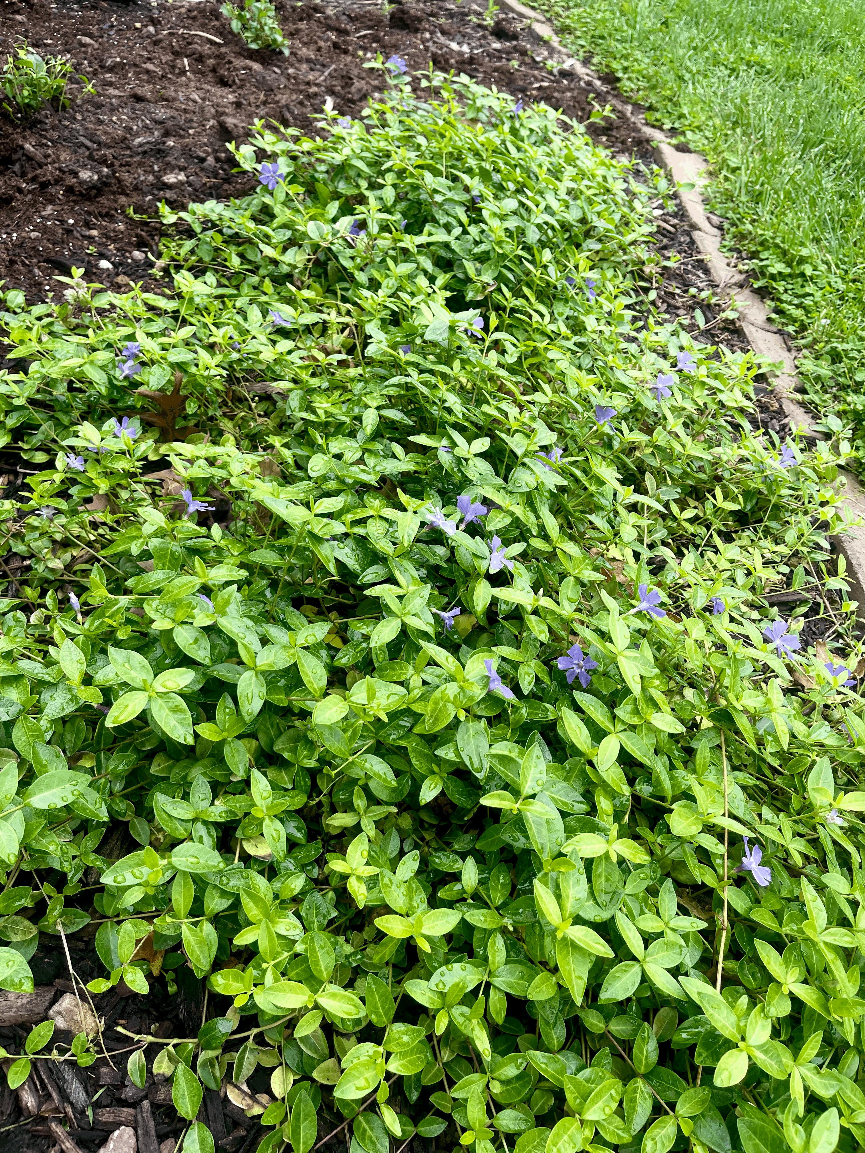 'Bowles' Periwinkle Vine (Vinca)