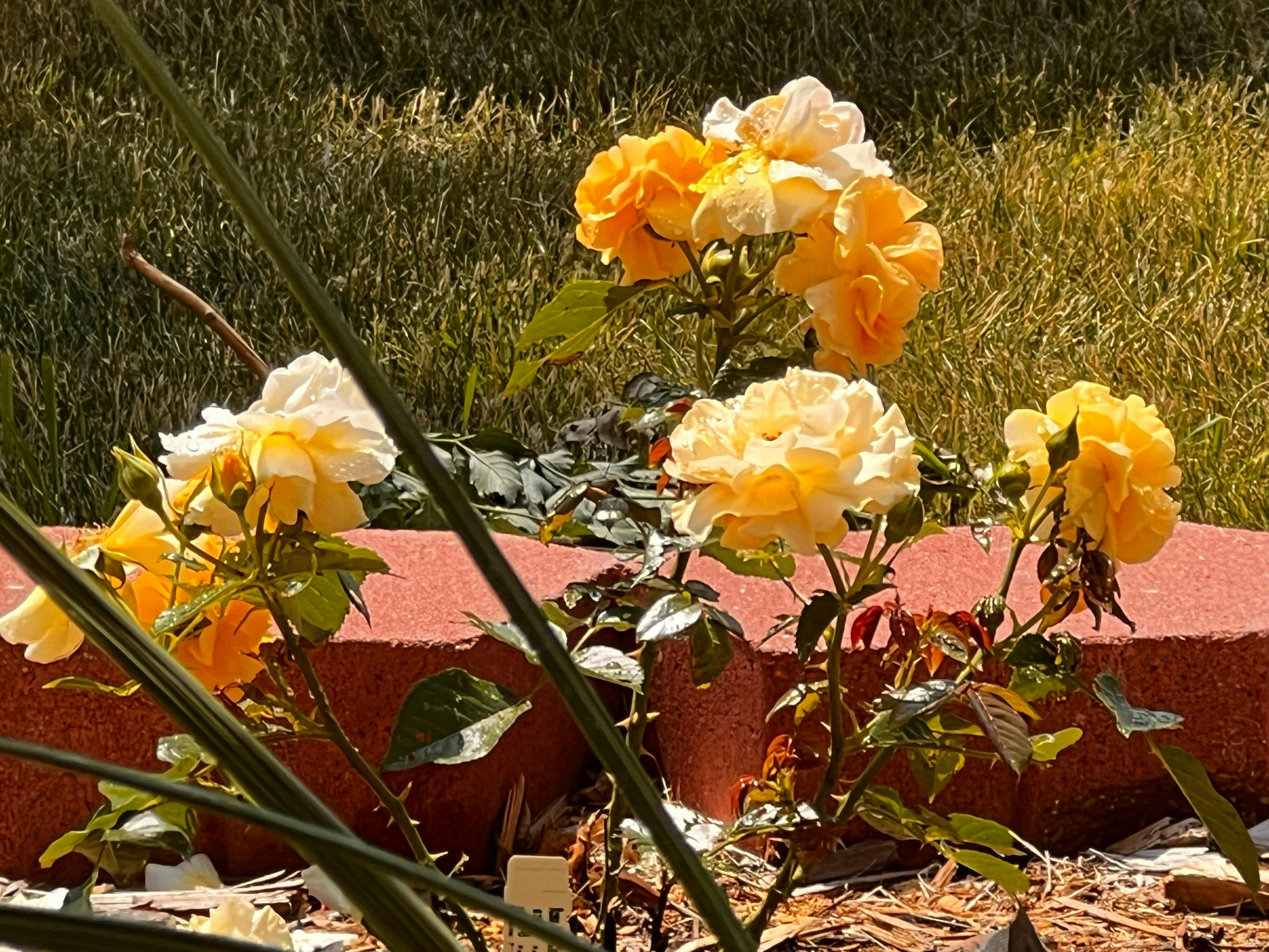 Julia Child Rose - Thumbnail 4