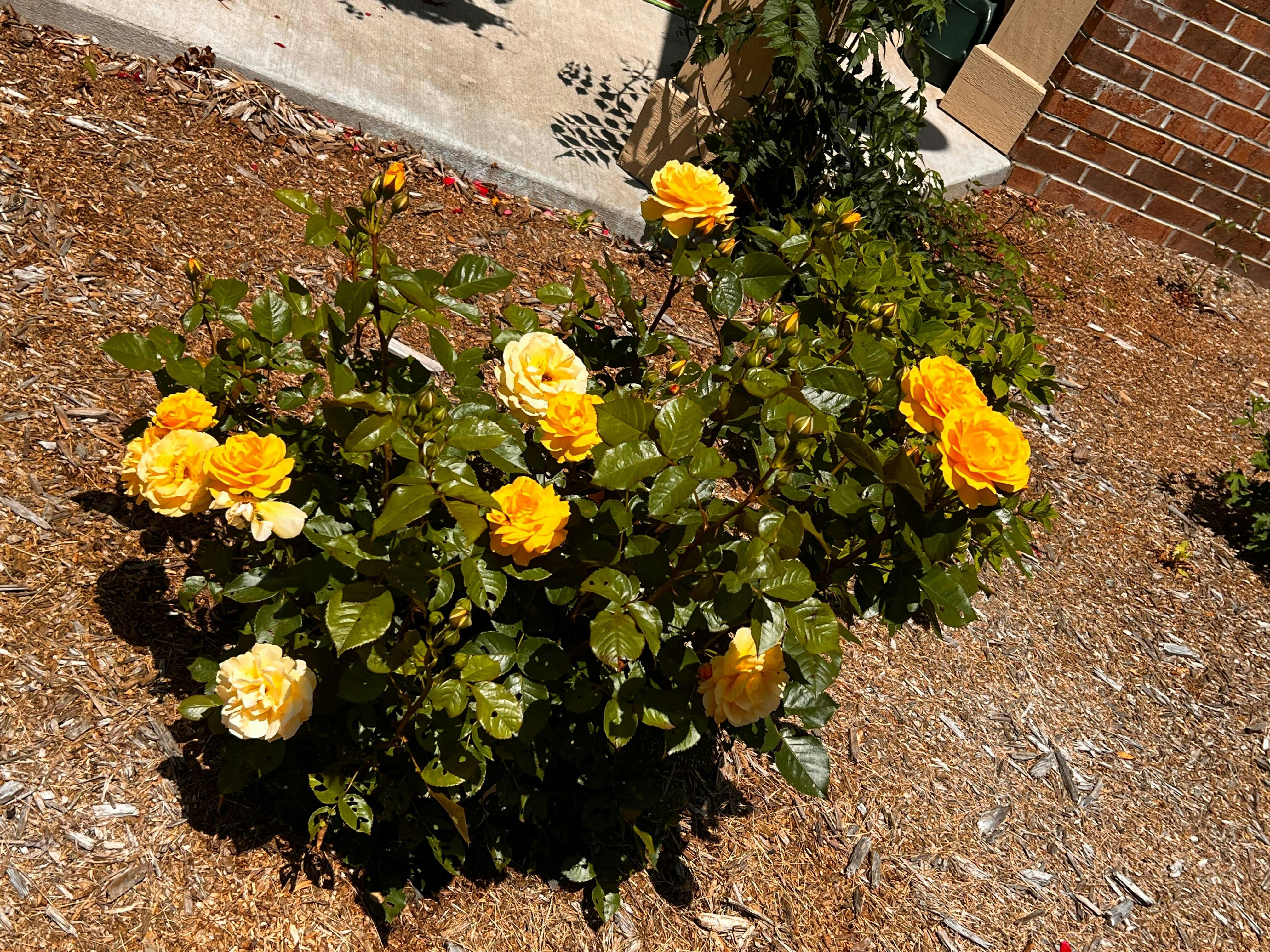 Julia Child Rose - Thumbnail 3