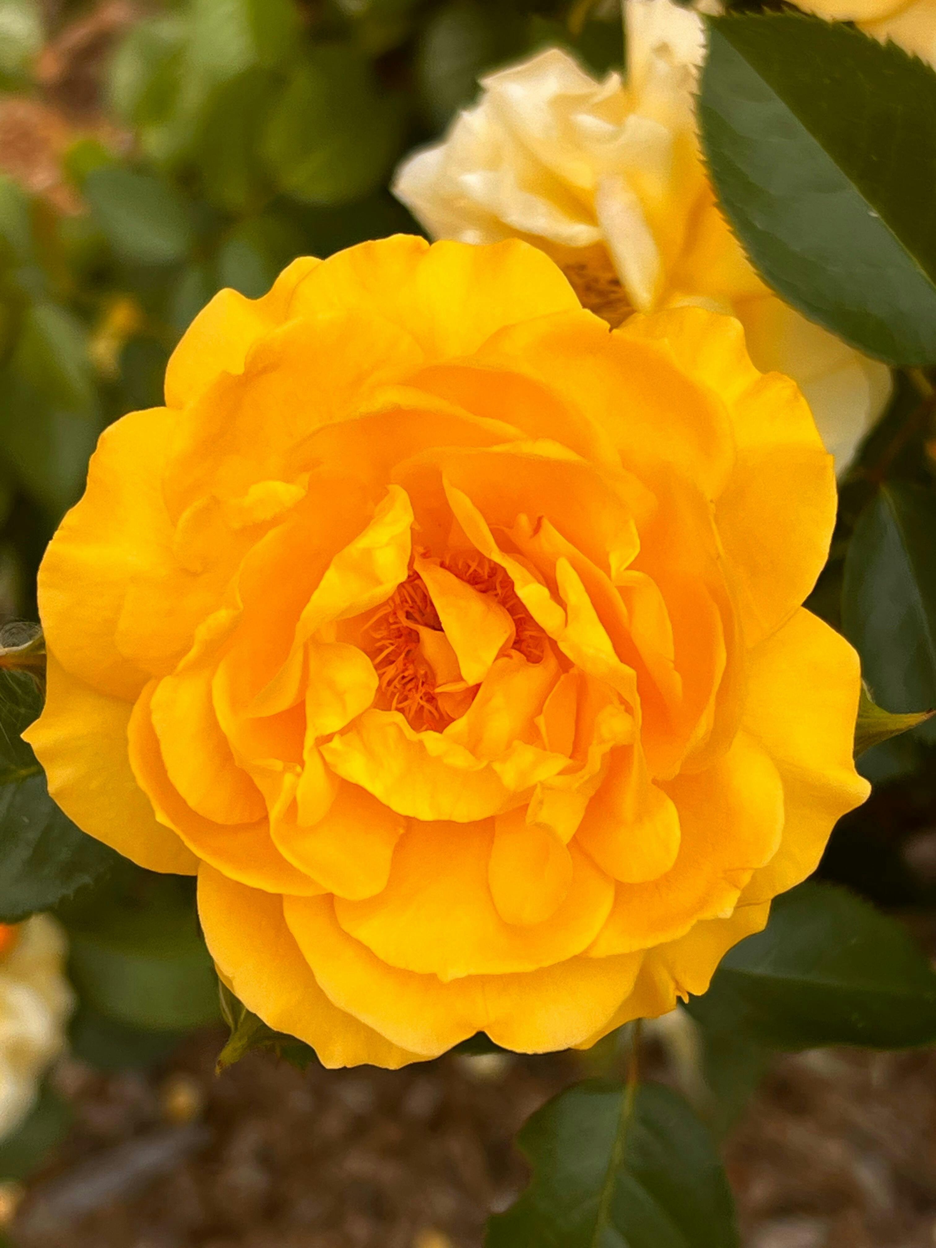Julia Child Rose