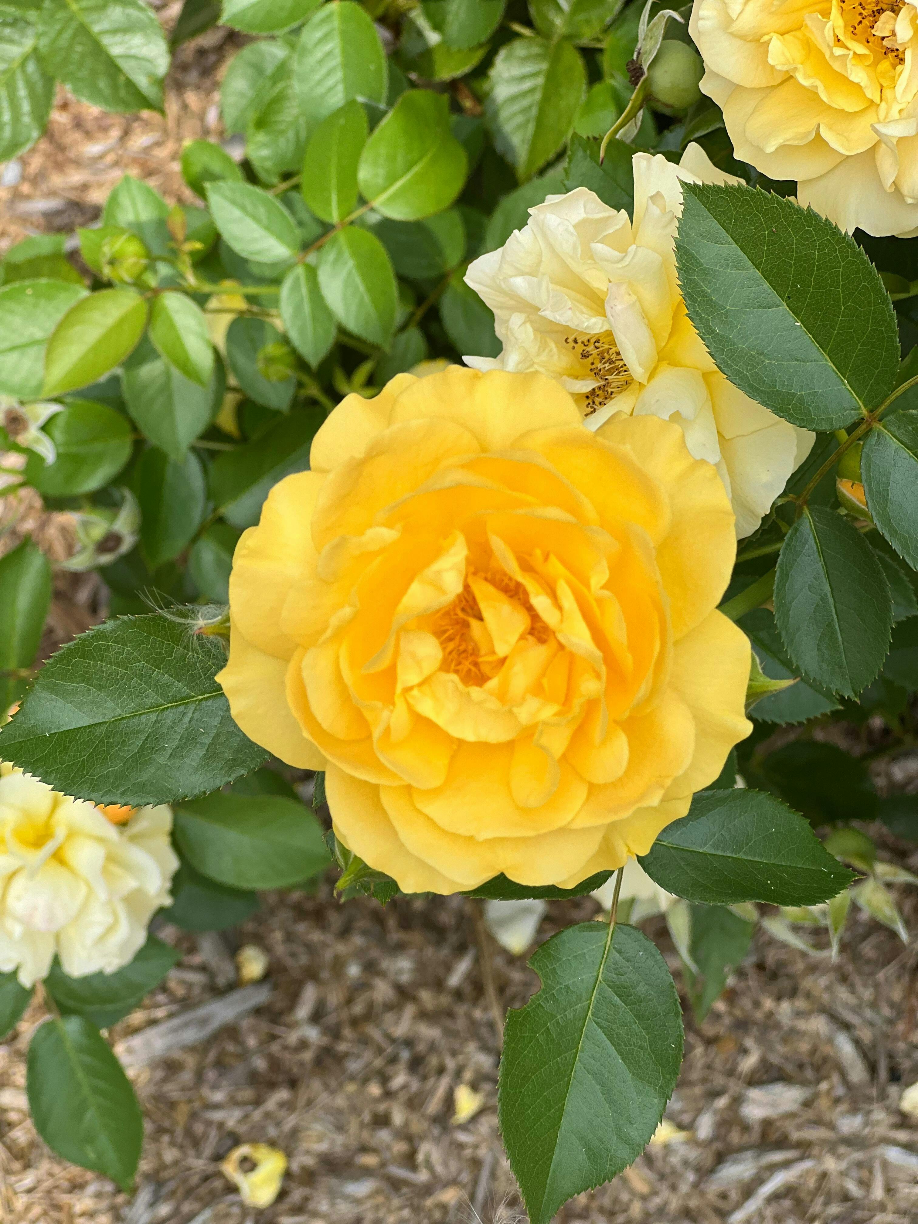 Julia Child Rose - Thumbnail 2