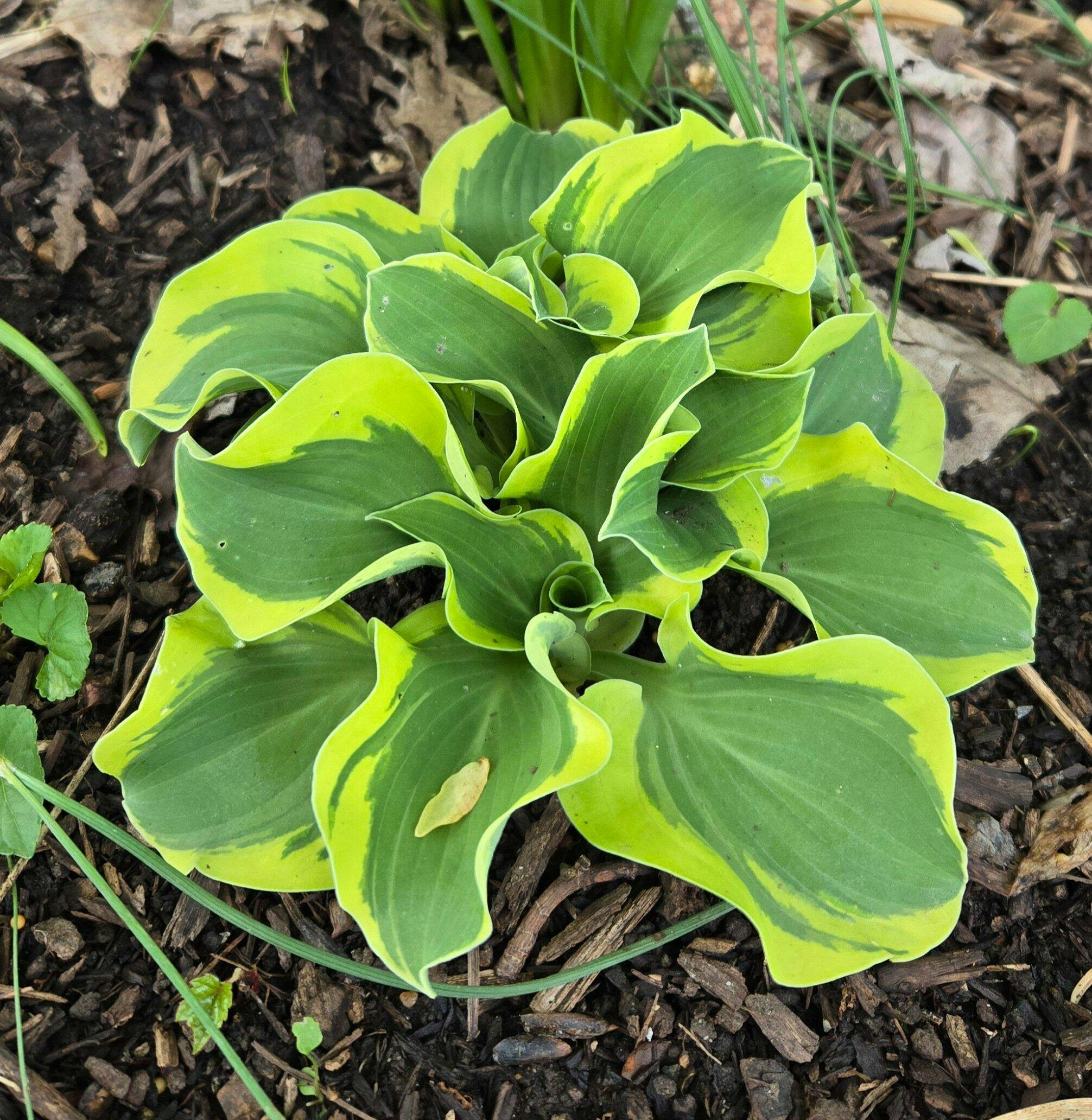 'Mini Skirt' Hosta