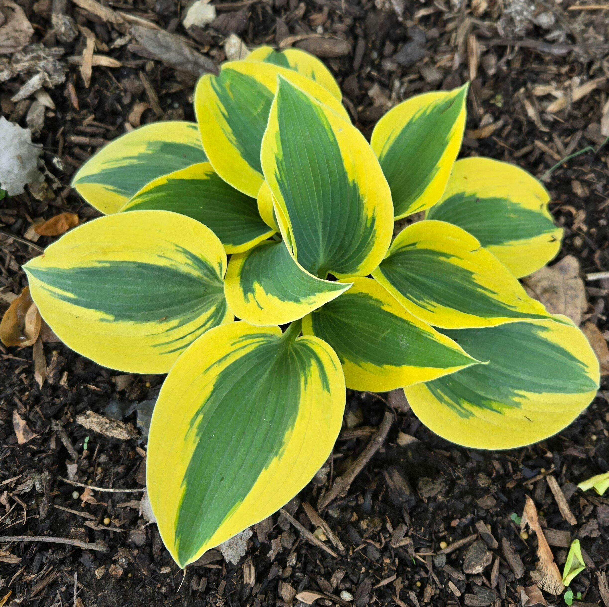 Shadowland® 'Autumn Frost' Hosta | Perennials – Great Garden Plants