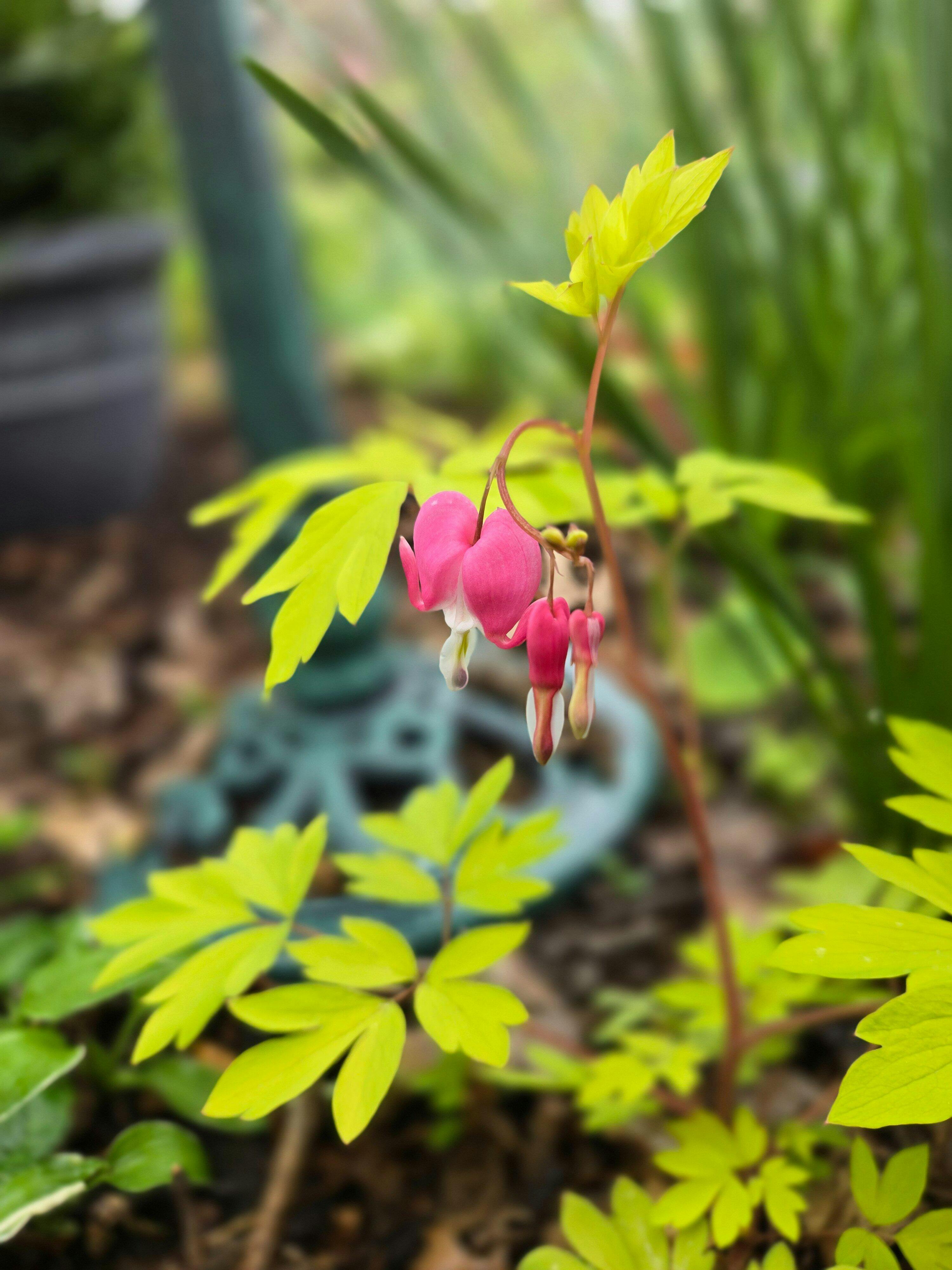 'Gold Heart' Bleeding Heart (Dicentra) - Thumbnail 2