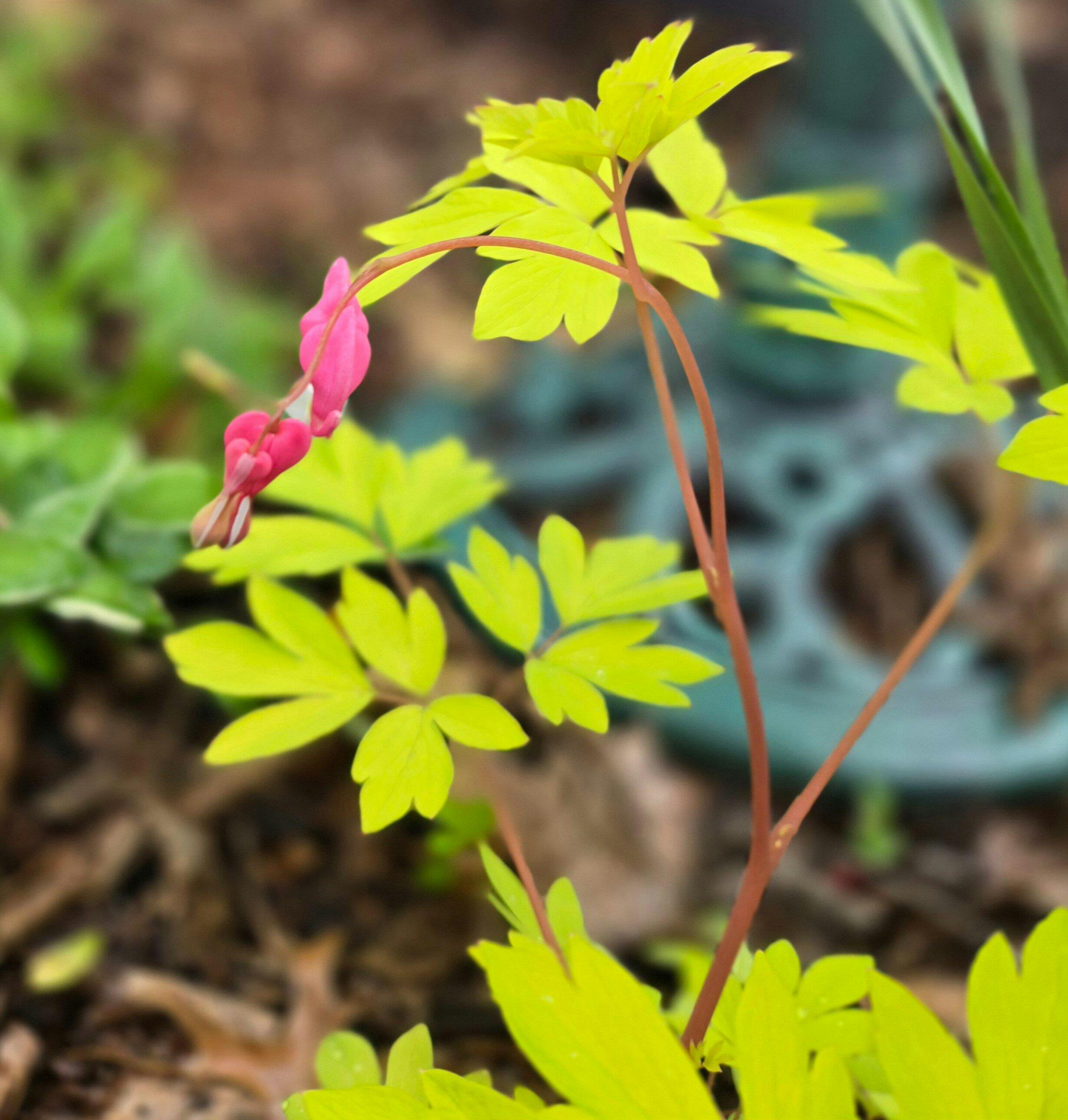 'Gold Heart' Bleeding Heart (Dicentra)