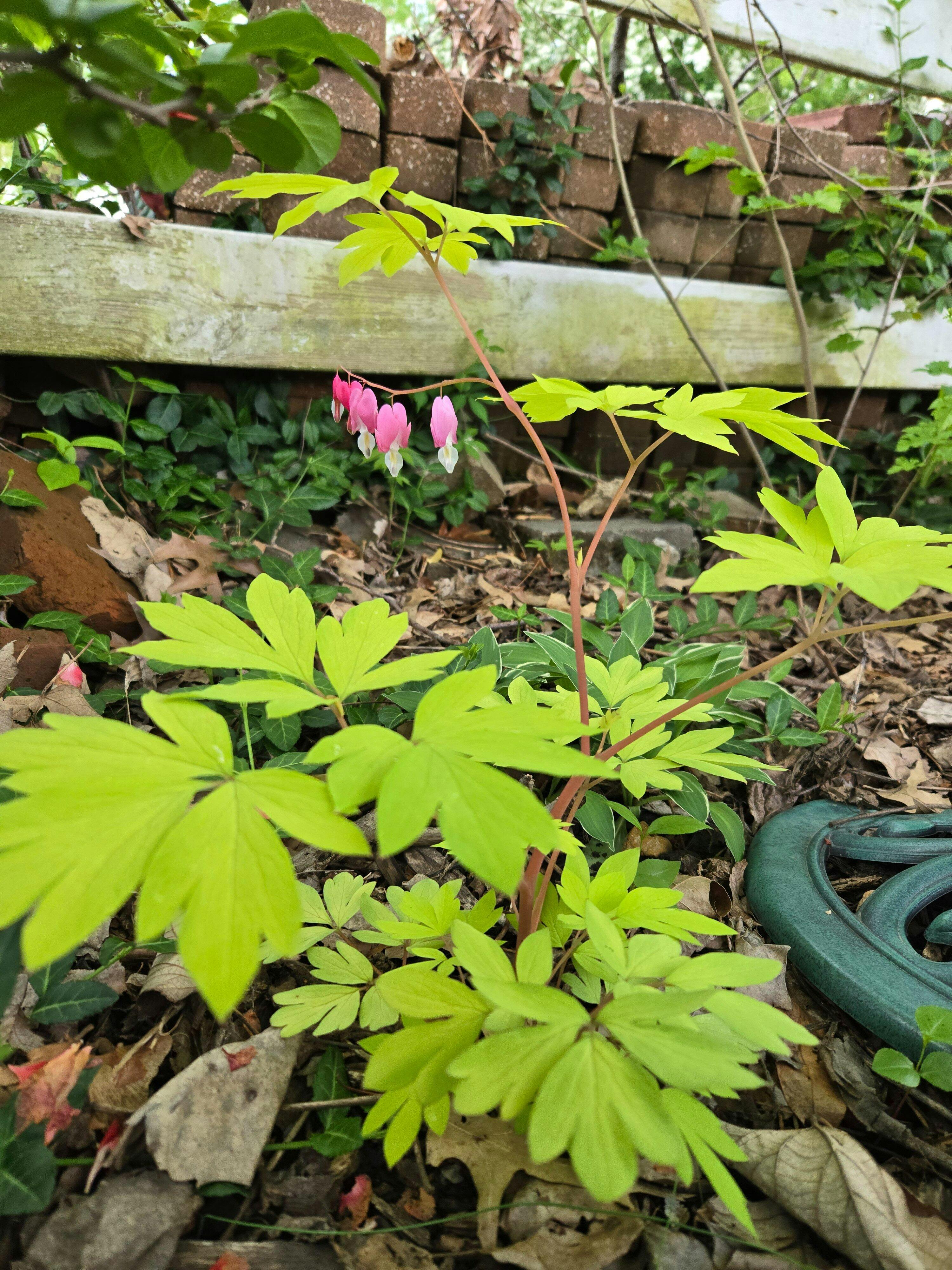 'Gold Heart' Bleeding Heart (Dicentra) - Thumbnail 3