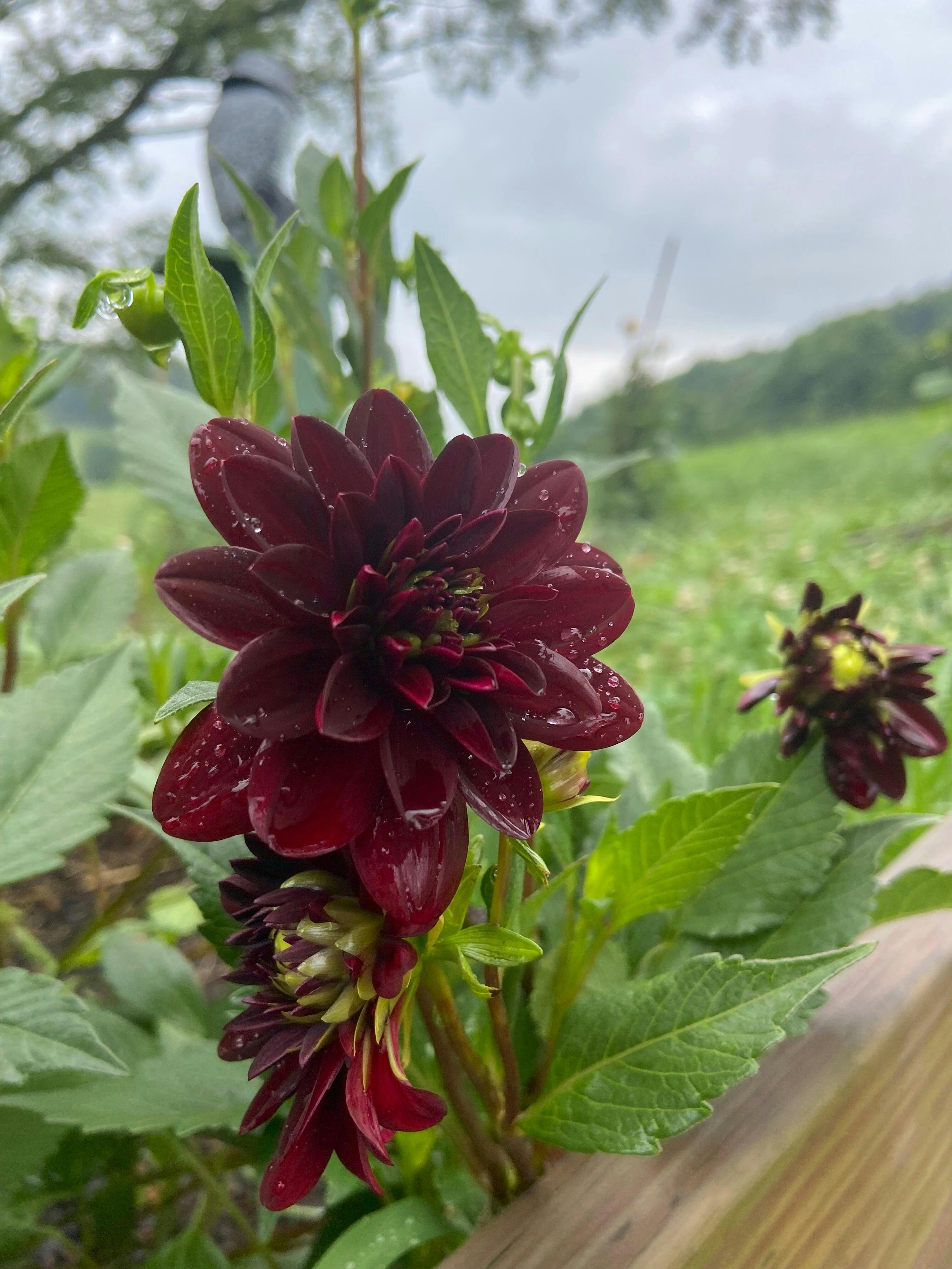 'Arabian Night' Dahlia - Thumbnail 3