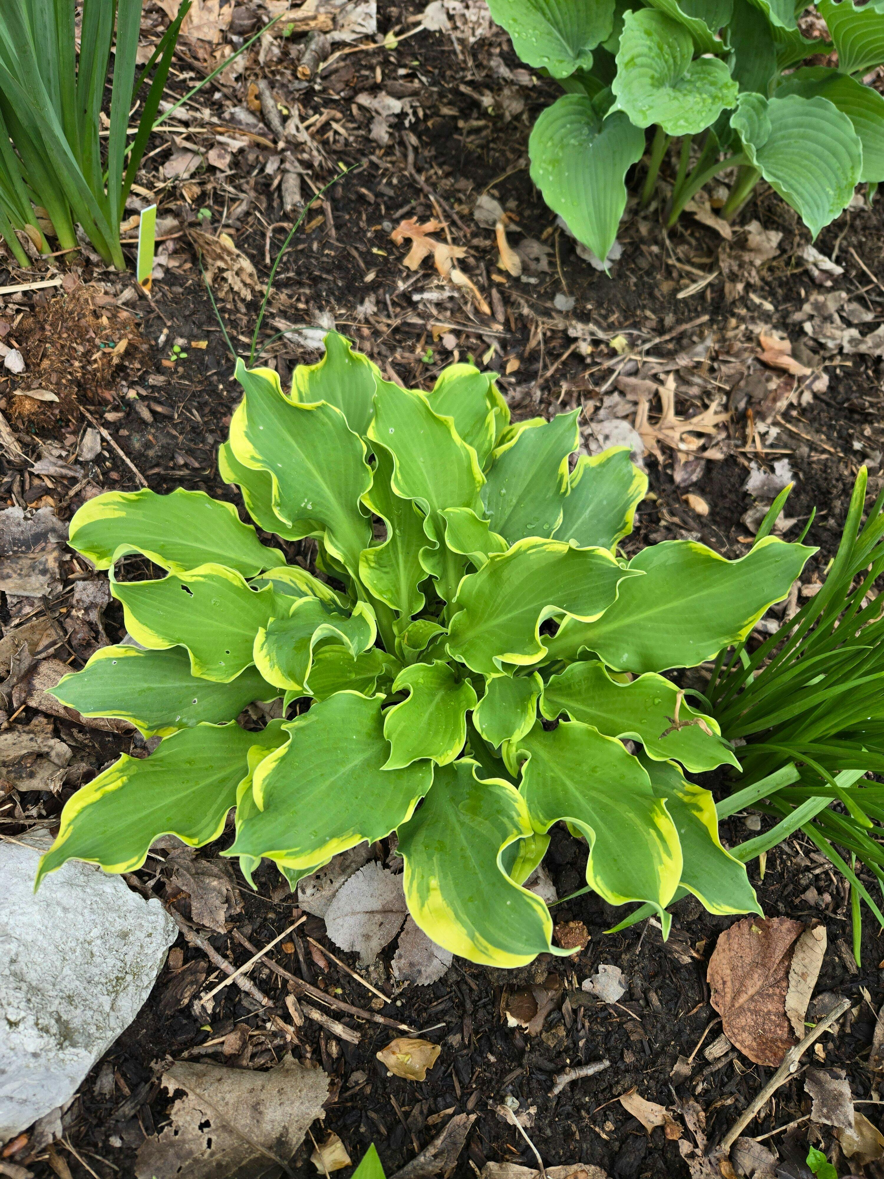 Shadowland® 'Wheee!' Hosta | Perennials – Great Garden Plants